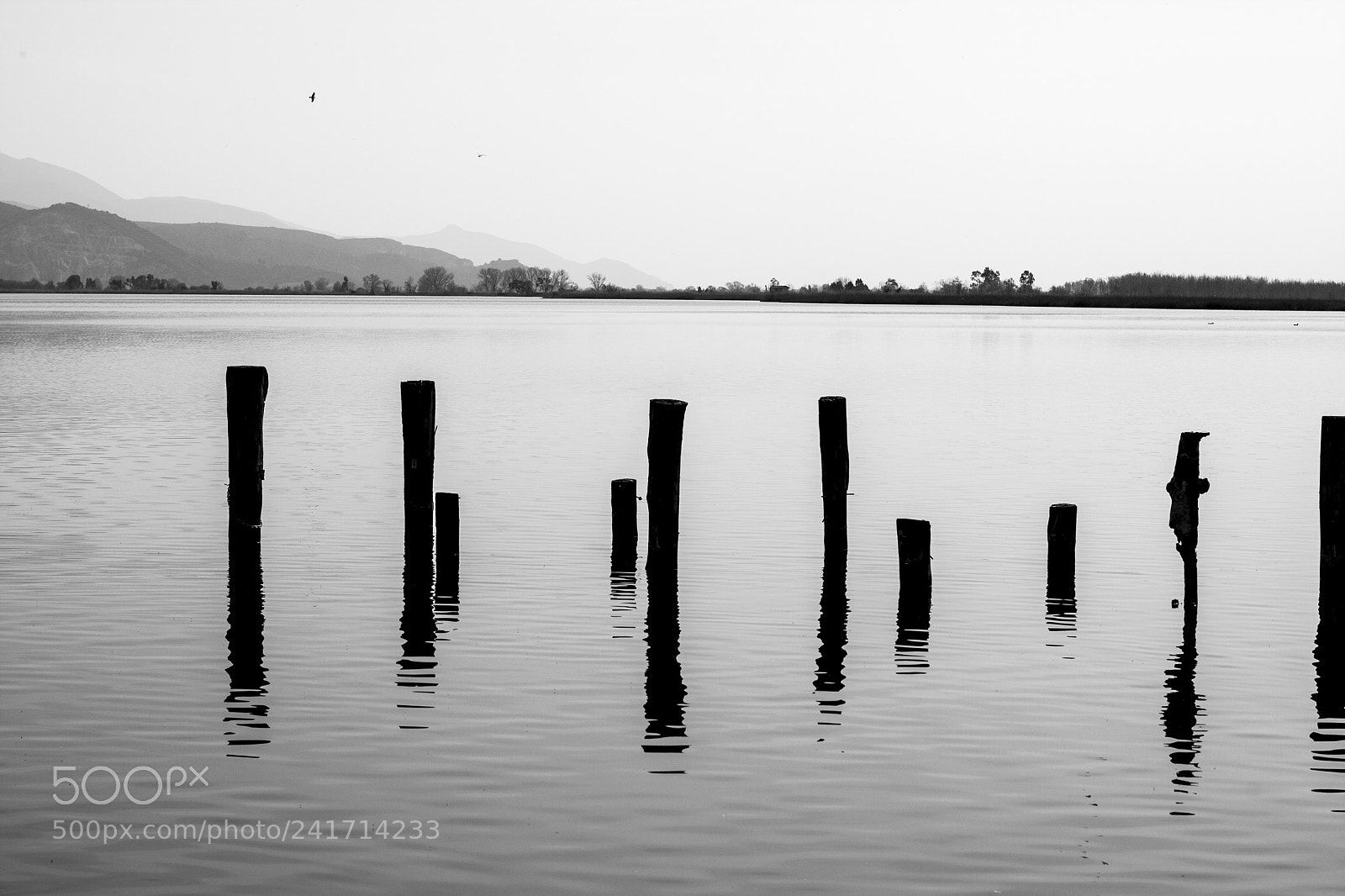 Canon EOS 40D sample photo. B&w foggy lake photography