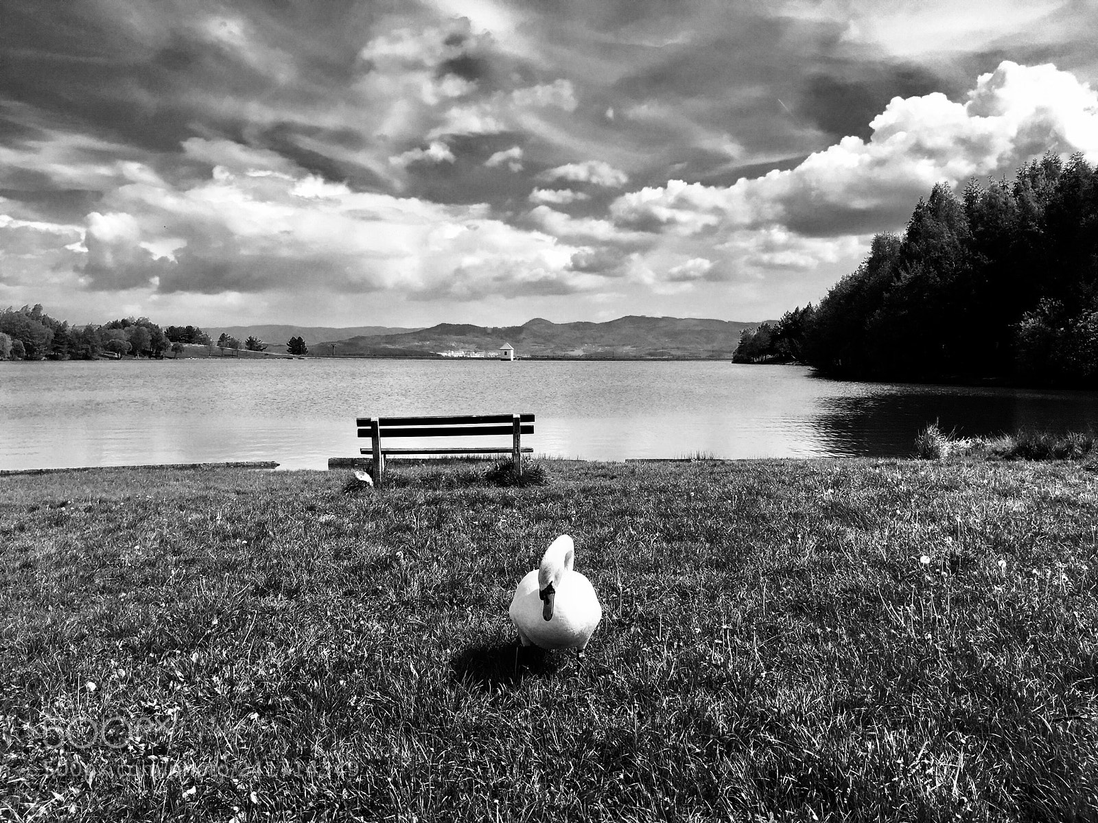 Apple iPhone 6 sample photo. Duck photography