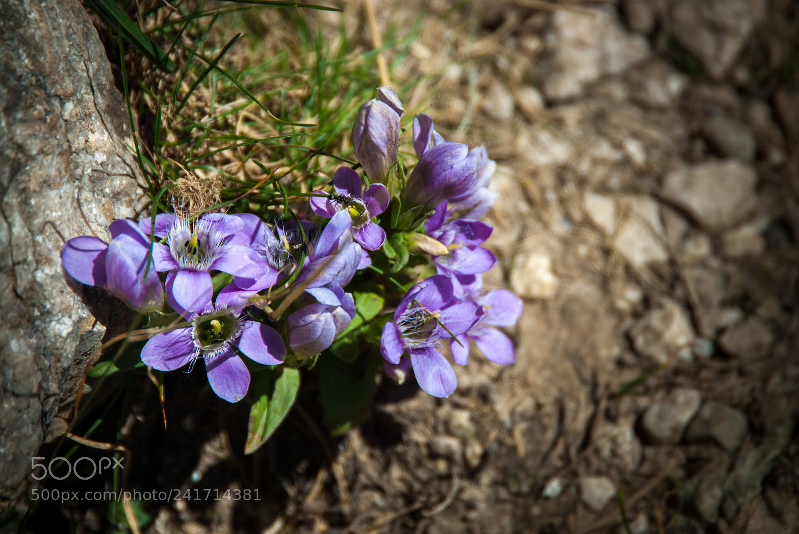 Nikon D200 sample photo. Flower photography