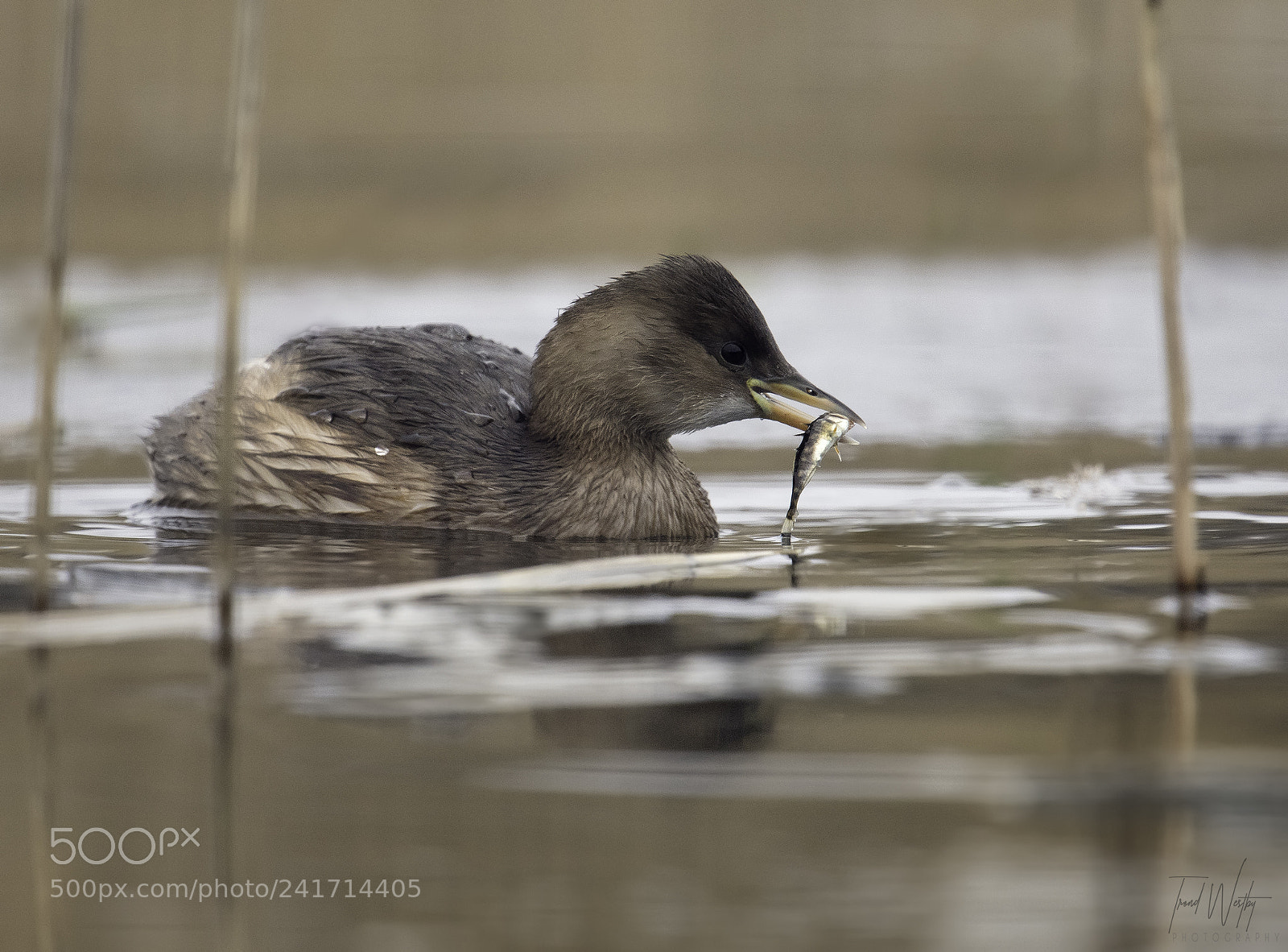 Nikon D500 sample photo. Little grebe photography
