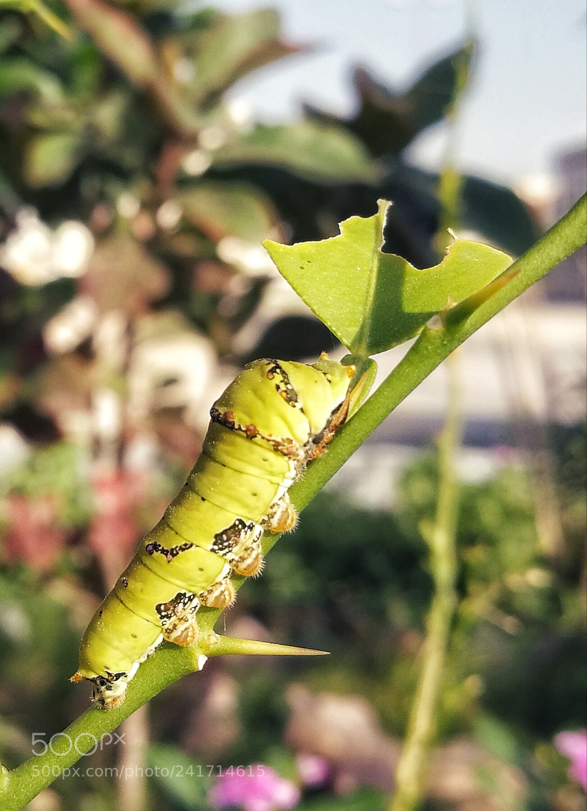 HUAWEI P9 sample photo. Maggot photography
