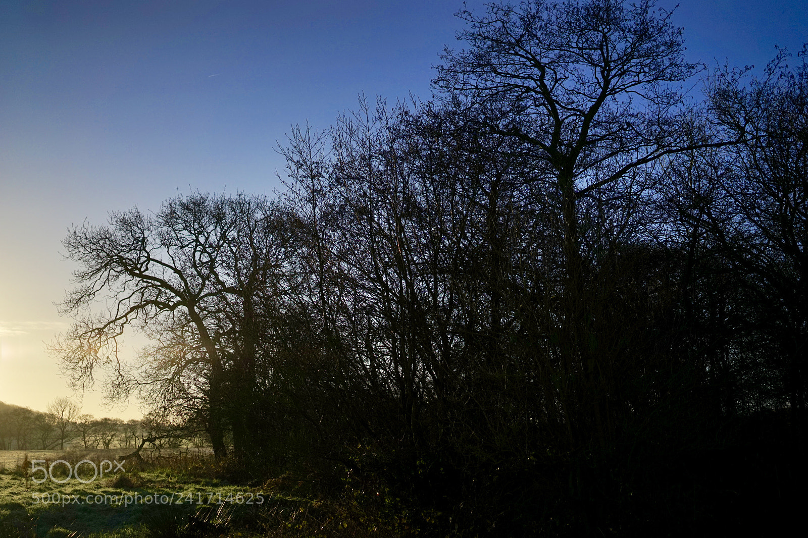 Sony a7 sample photo. A tree is truer photography