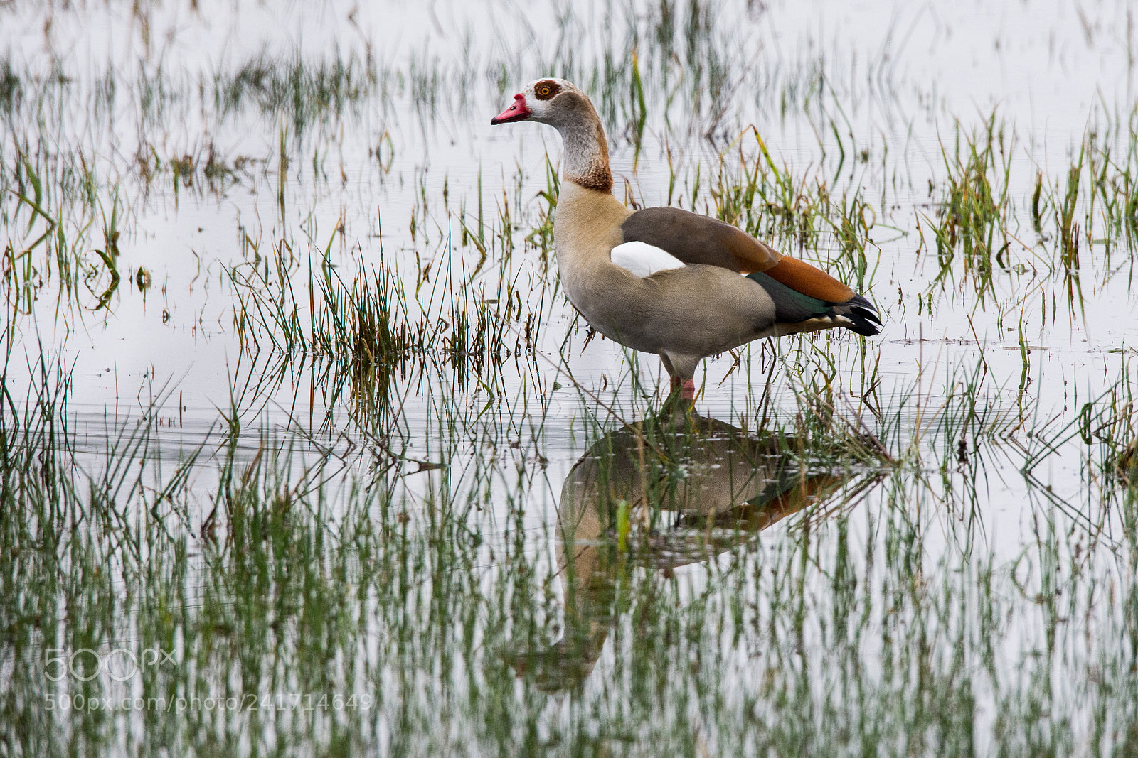 Nikon D7200 sample photo. Egyptian goose photography