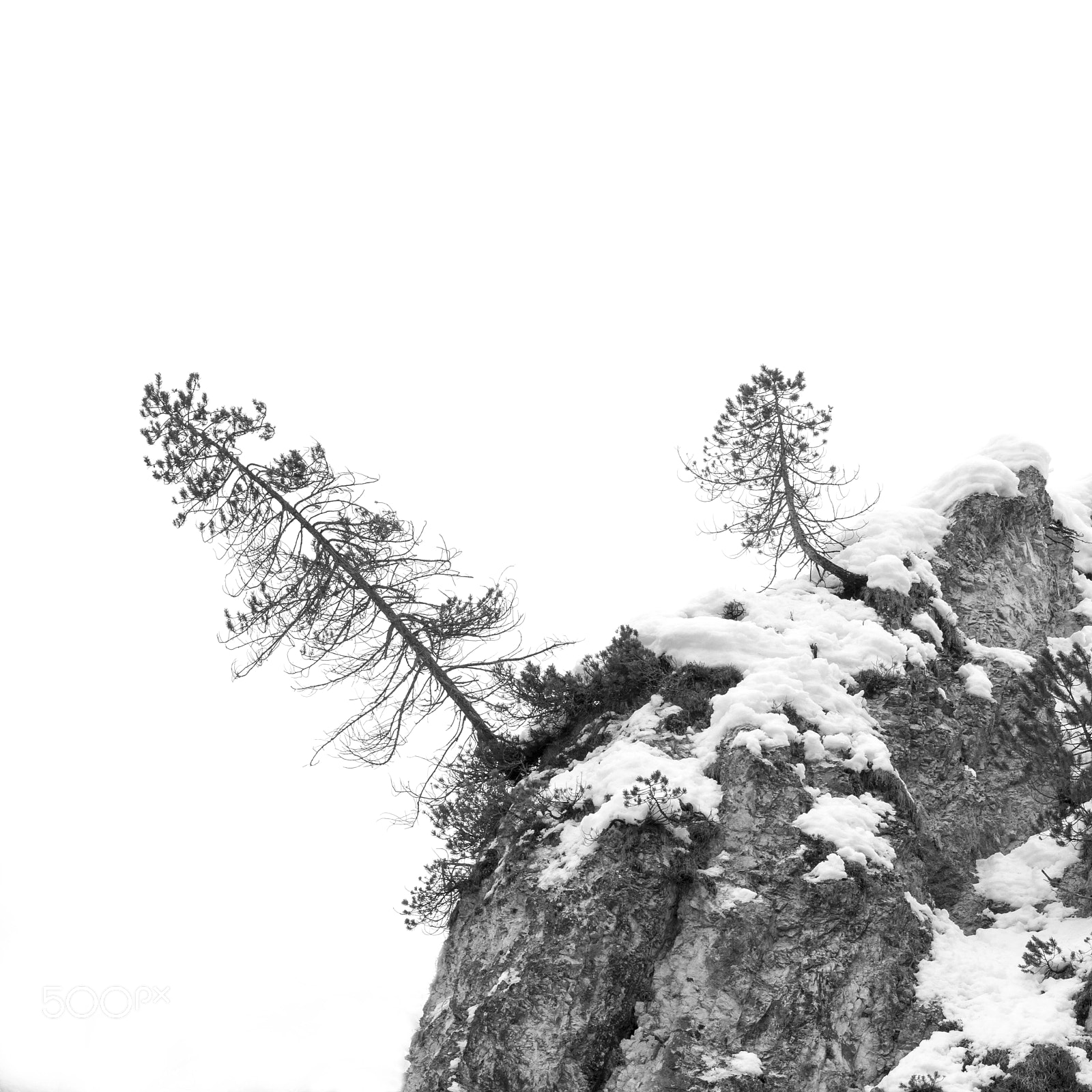 Pentax K-3 sample photo. Trees photography