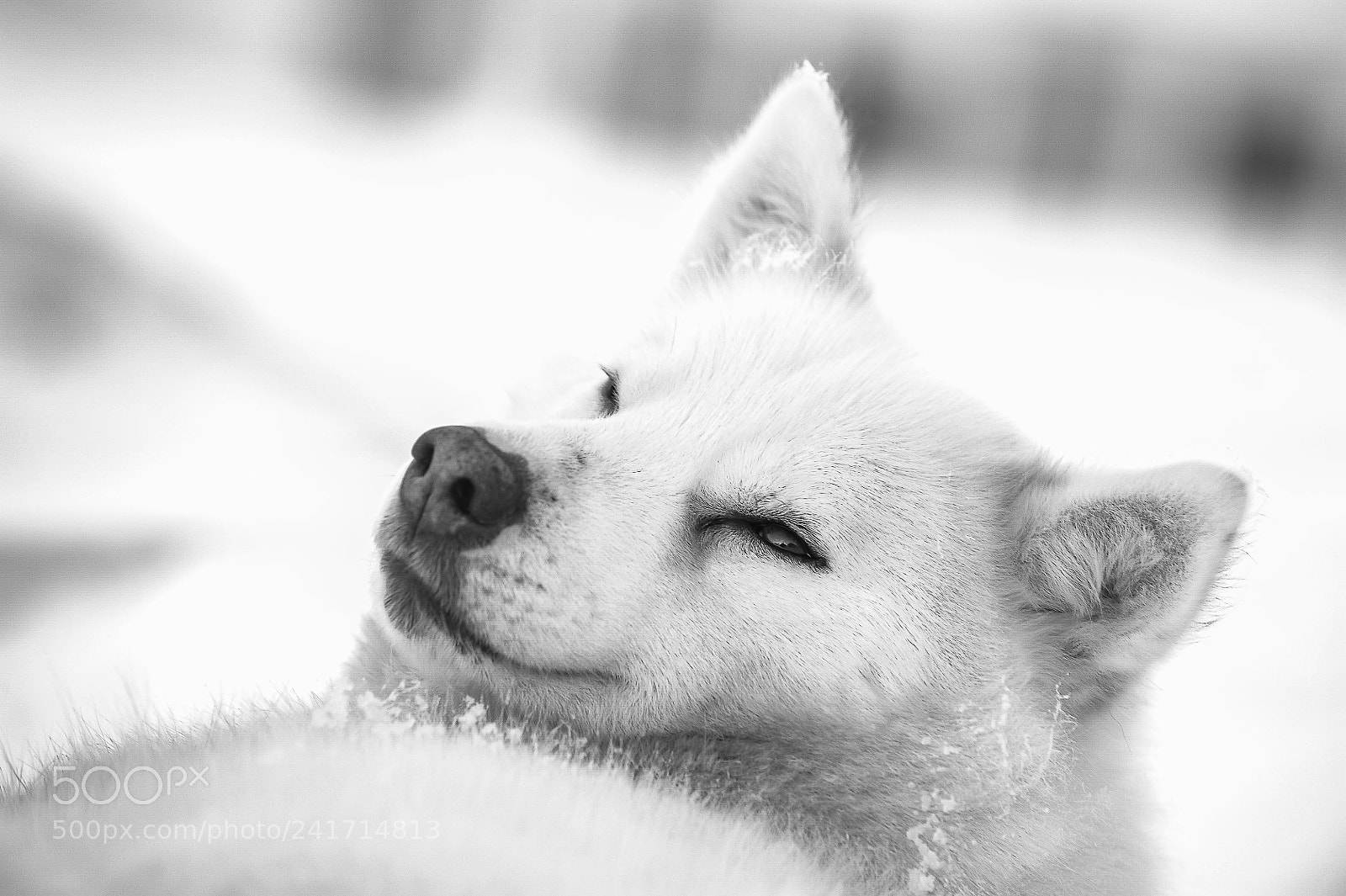 Nikon D3 sample photo. Dogsingreenland photography