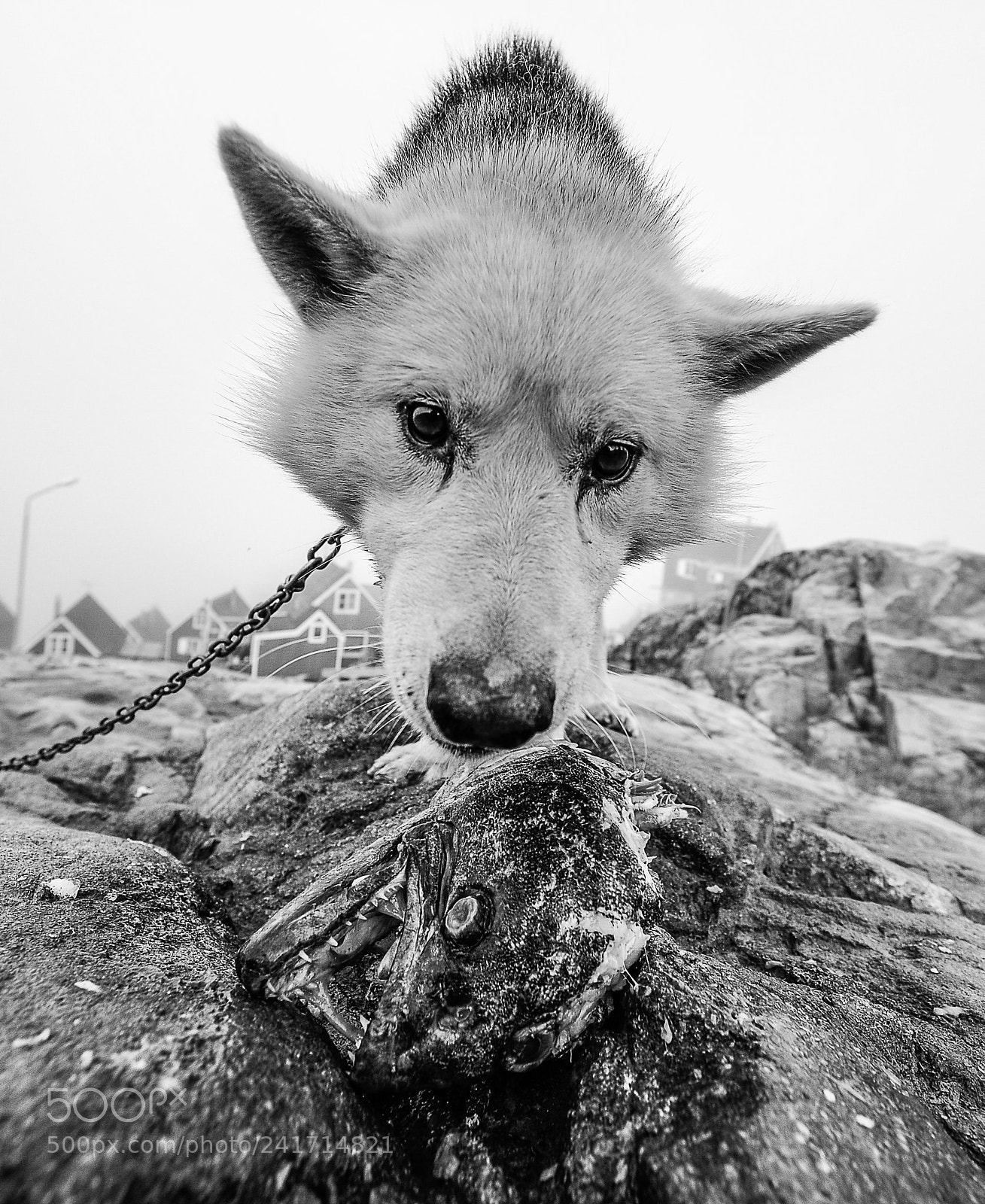 Nikon D3 sample photo. Dogsingreenland photography
