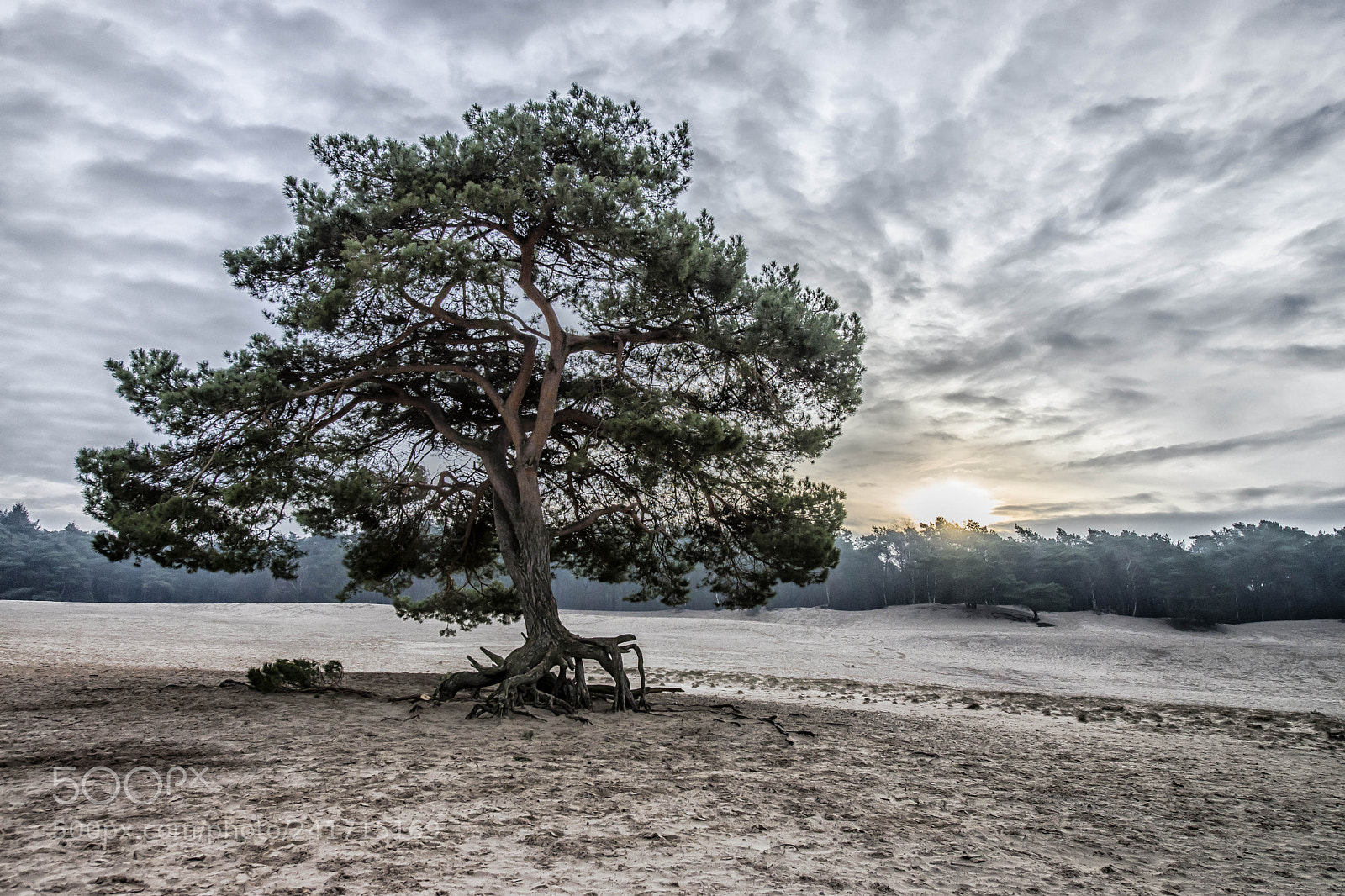 Nikon D600 sample photo. Sunrise at lange duinen photography