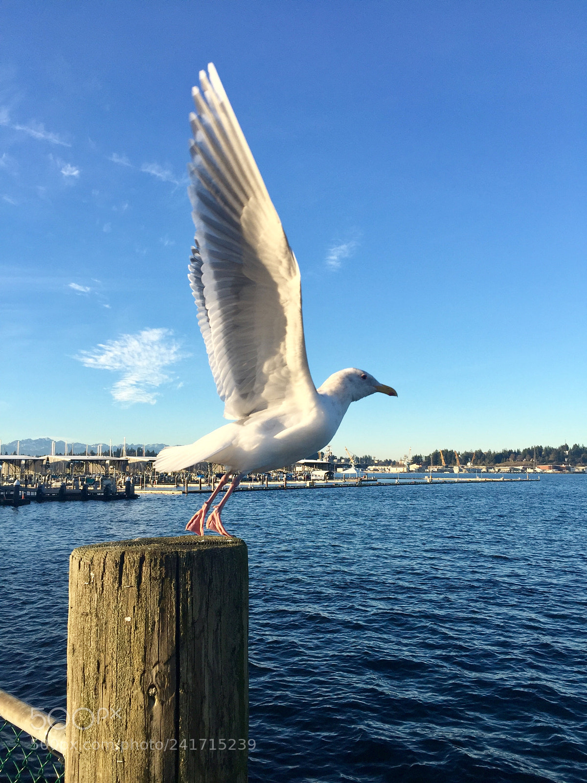 Apple iPhone 6 Plus sample photo. I wanna fly to photography