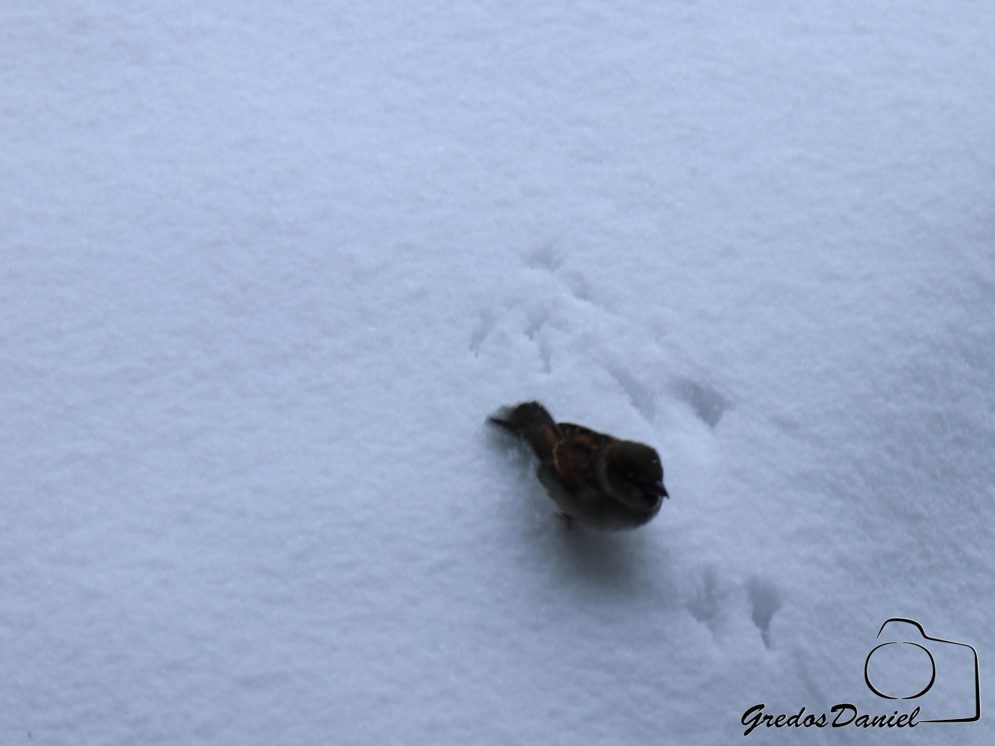 Canon EOS 80D + Canon EF 24-105mm F4L IS USM sample photo. Temopral de nieve en Ávila, enero de 2018 photography