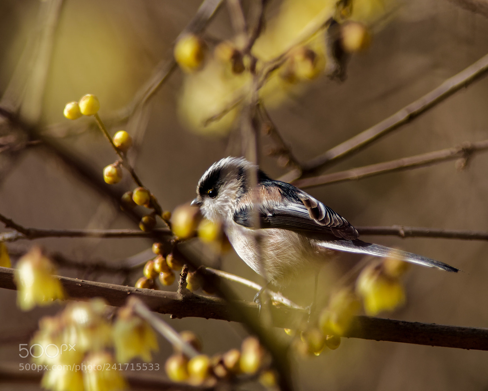 Nikon D500 sample photo. Long-tailed tit on a photography