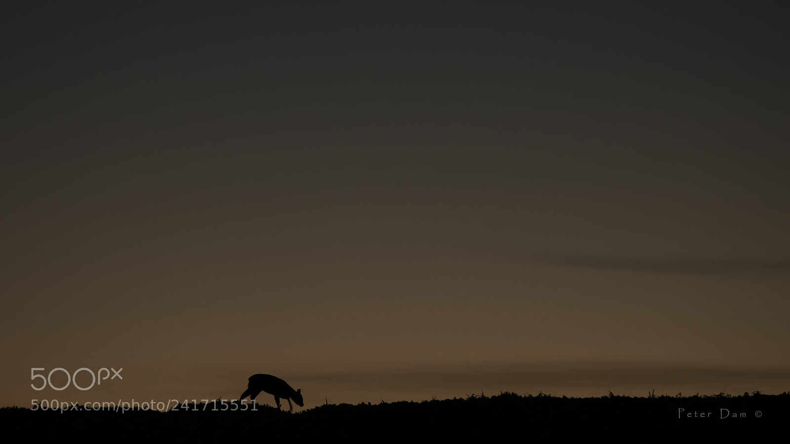 Canon EOS-1D X sample photo. A deer on a photography