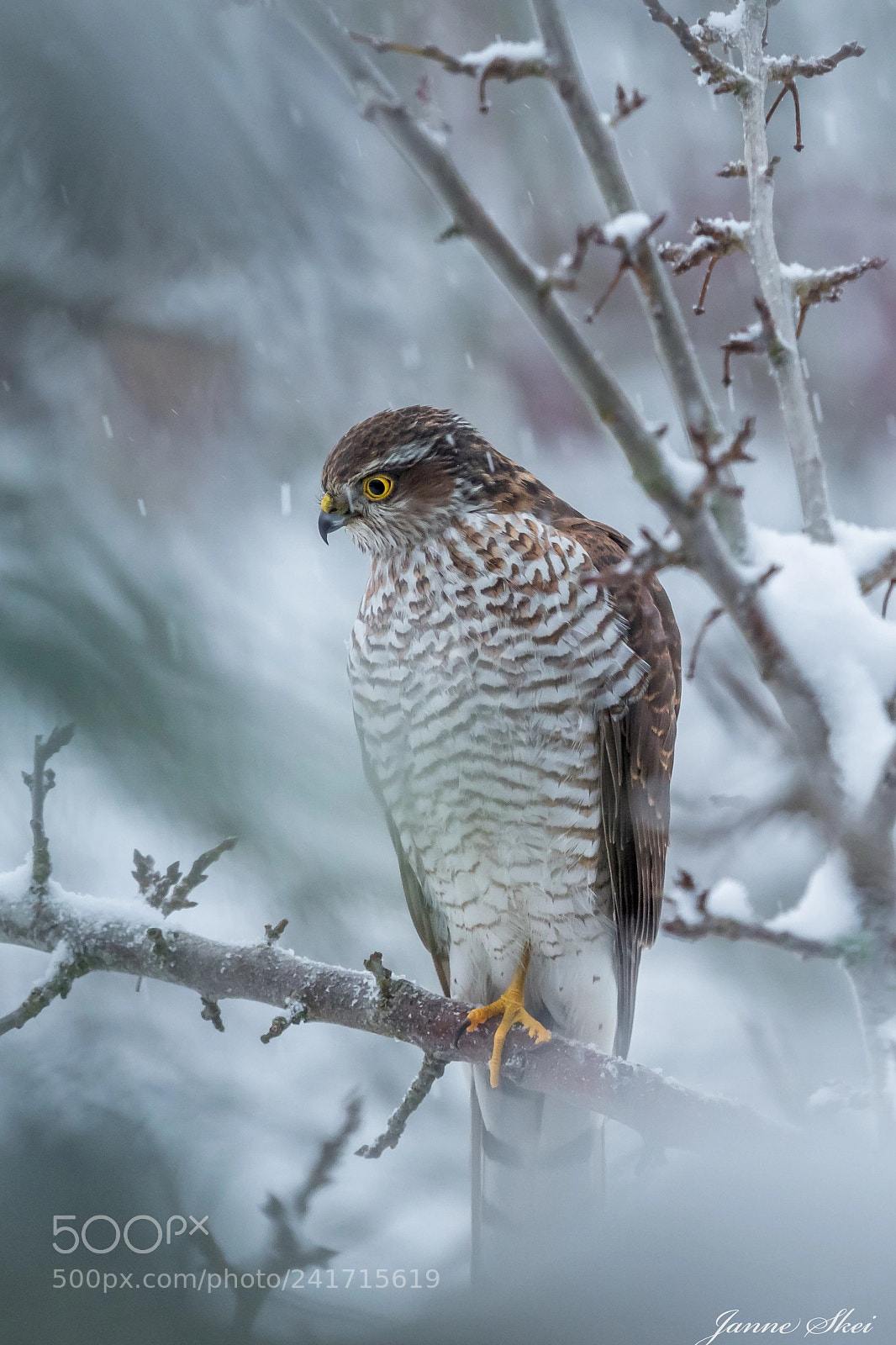 Olympus OM-D E-M1 Mark II sample photo. The sparrowhawk photography