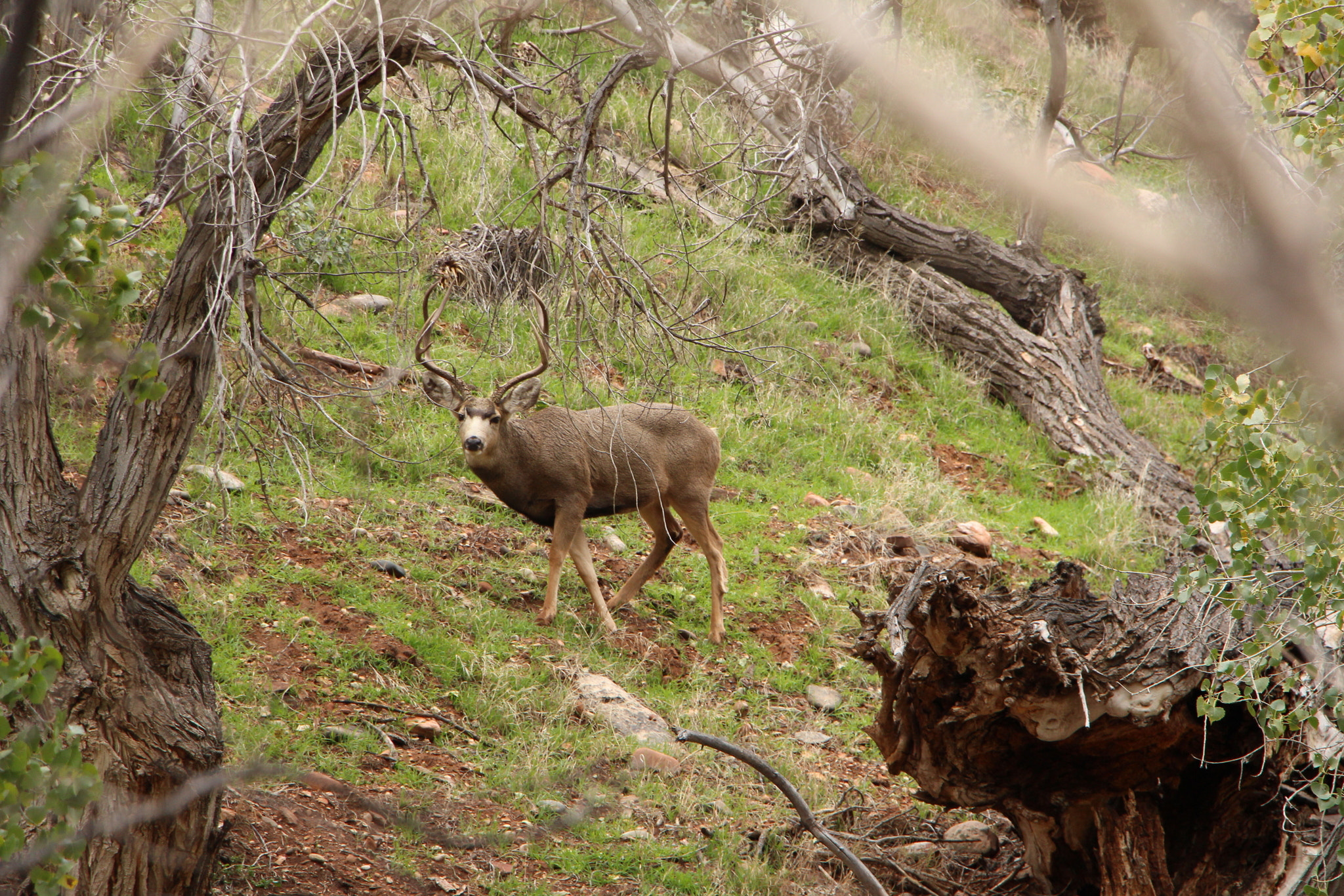 Canon EOS 700D (EOS Rebel T5i / EOS Kiss X7i) sample photo. Zion national park photography