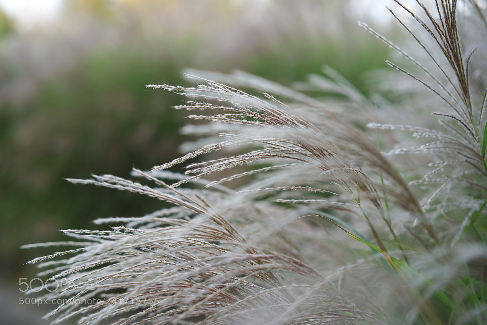 Sony a7 II sample photo. Untitled photography