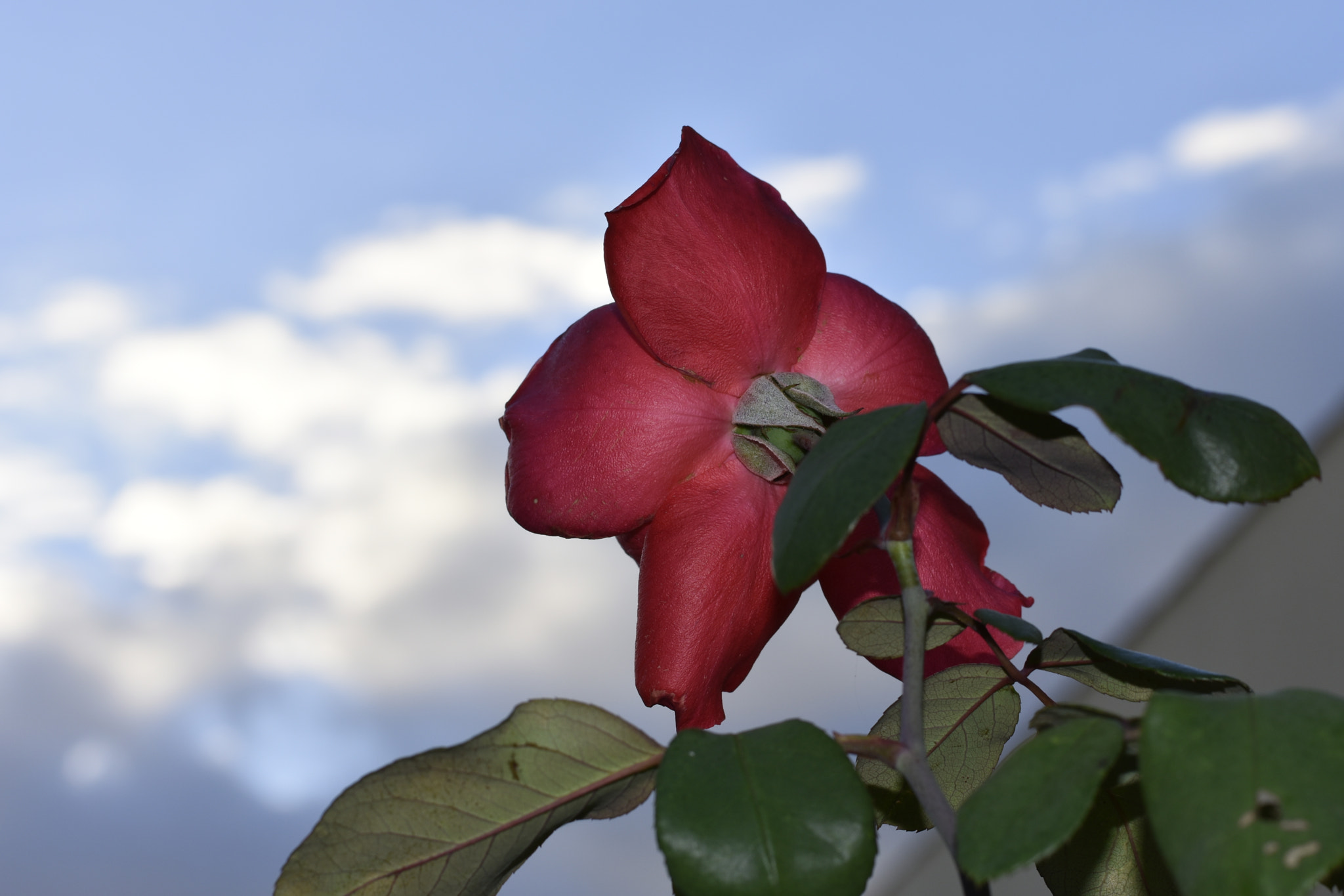 Nikon D3400 + Nikon AF-S Nikkor 50mm F1.8G sample photo. Perfect rose! photography