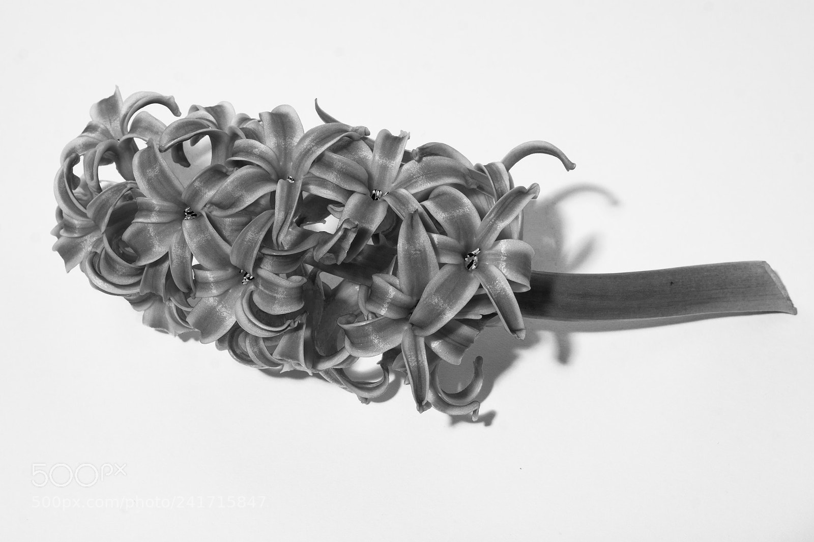 Canon EOS 50D sample photo. Hyacinth in the style photography