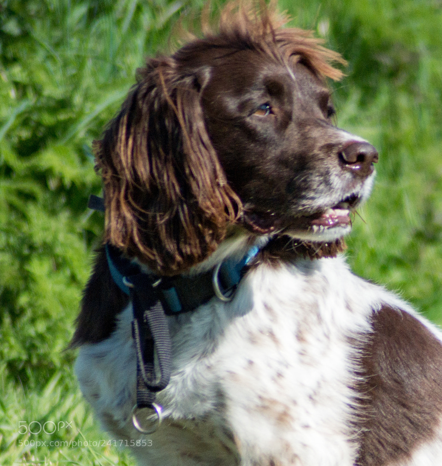 Pentax K-50 sample photo. Spaniel photography