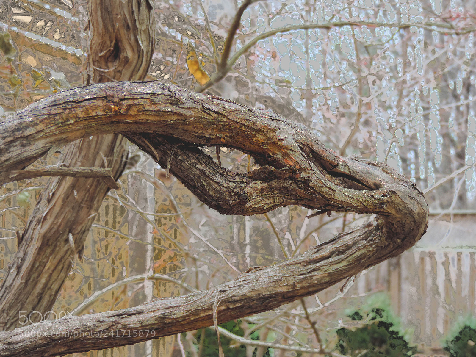 Nikon Coolpix P520 sample photo. An elegant tree 3 photography