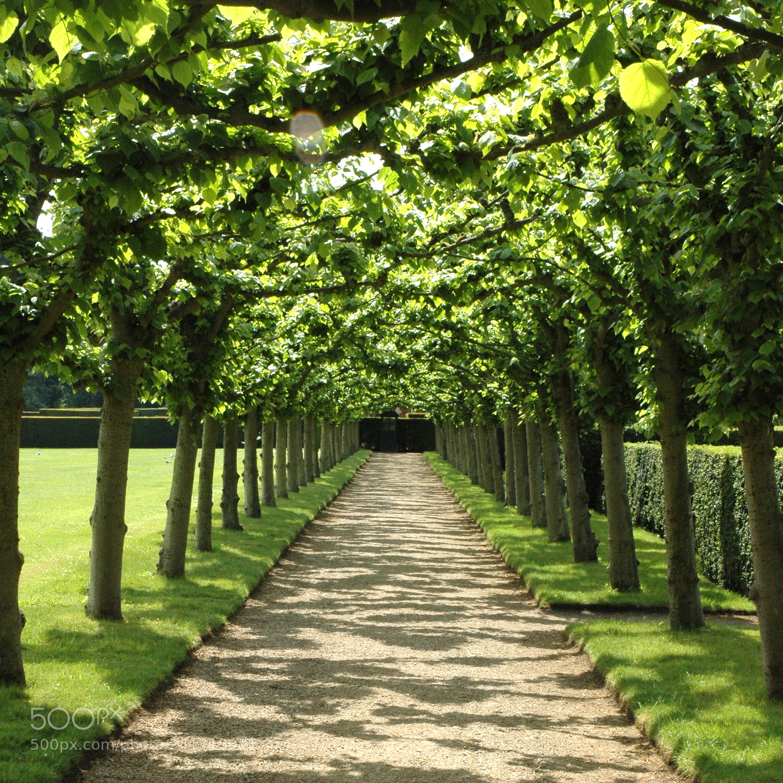 Nikon D70s sample photo. Trees photography