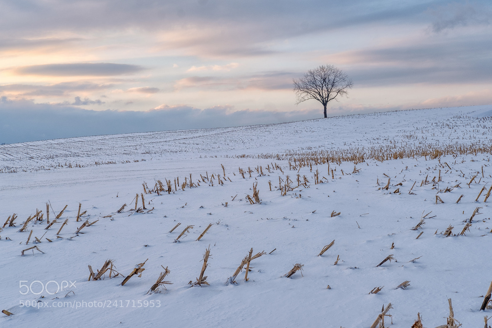 Fujifilm X-T2 sample photo. Winter corn photography