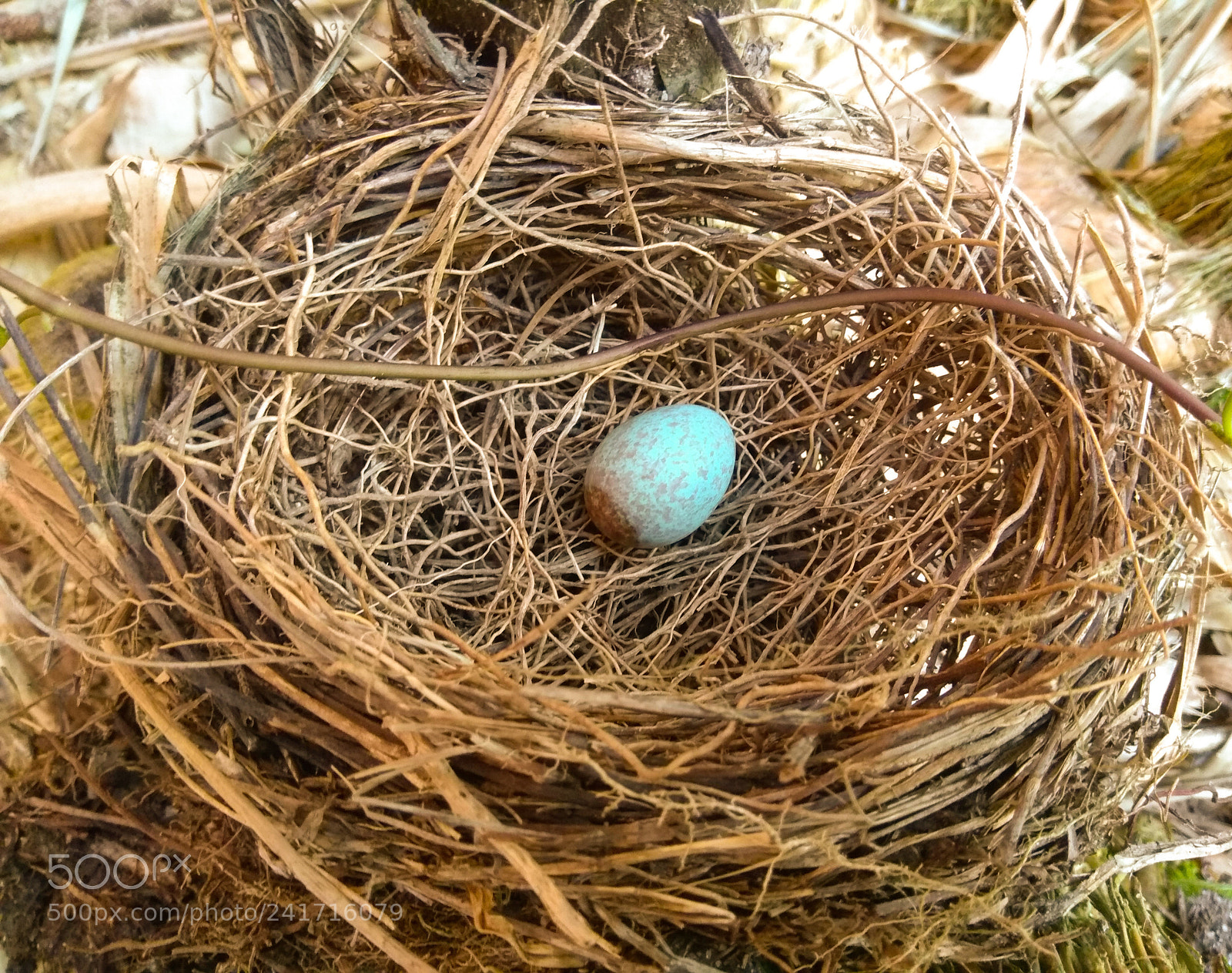 Xiaomi Redmi Note 4 sample photo. Blue egg in his photography
