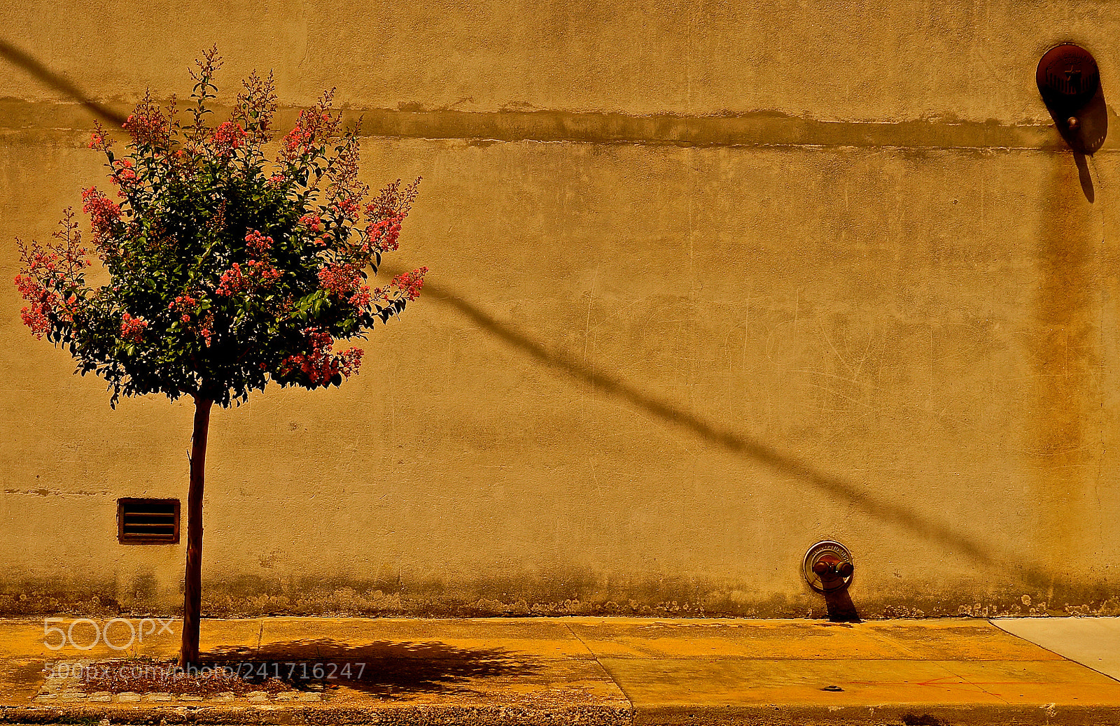 Sony Alpha NEX-3N sample photo. Tree contrast photography