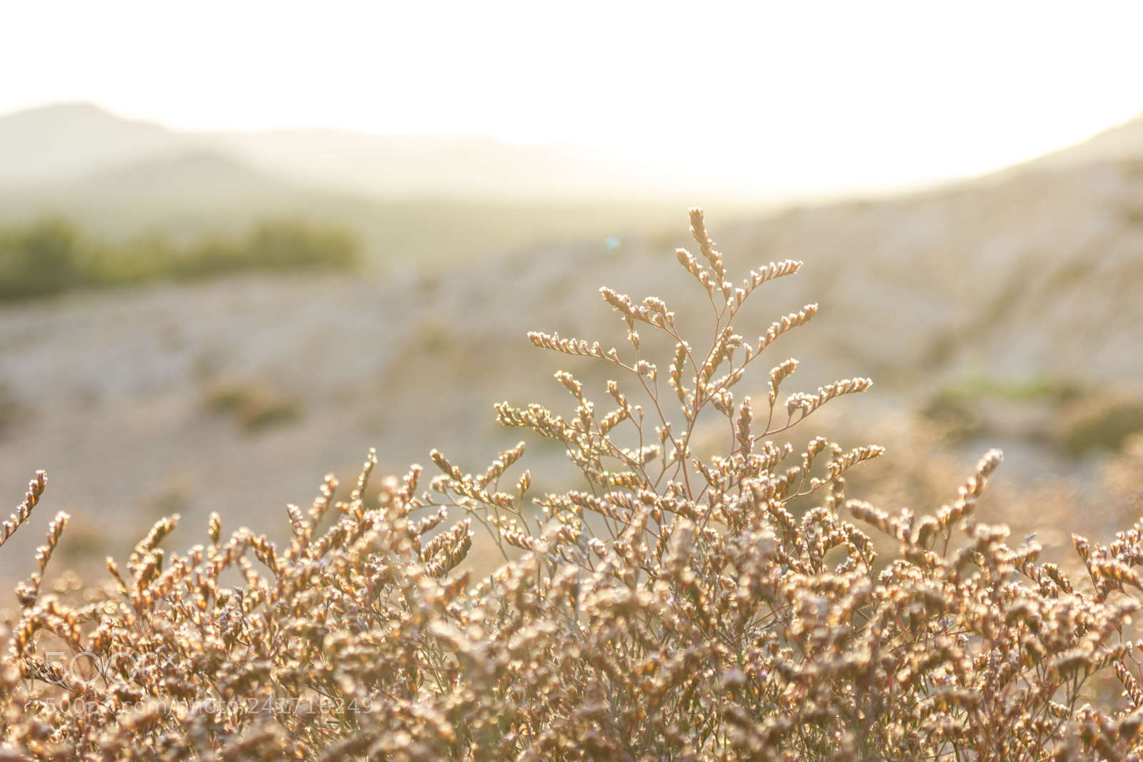 Canon EOS 550D (EOS Rebel T2i / EOS Kiss X4) sample photo. Golden sunset photography