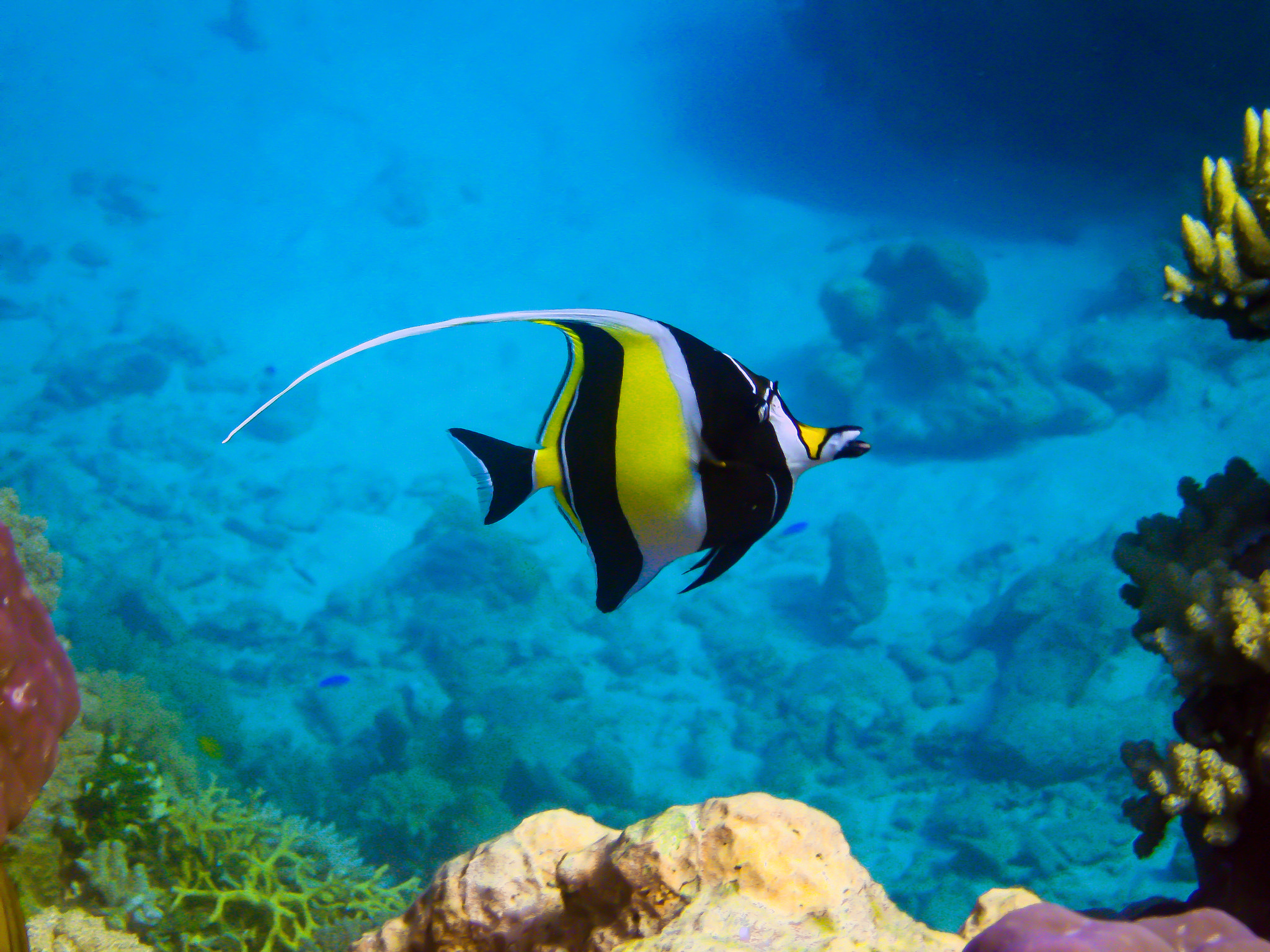 Canon PowerShot SD890 IS (Digital IXUS 970 IS / IXY Digital 820 IS) sample photo. Moorish idol - gbr photography
