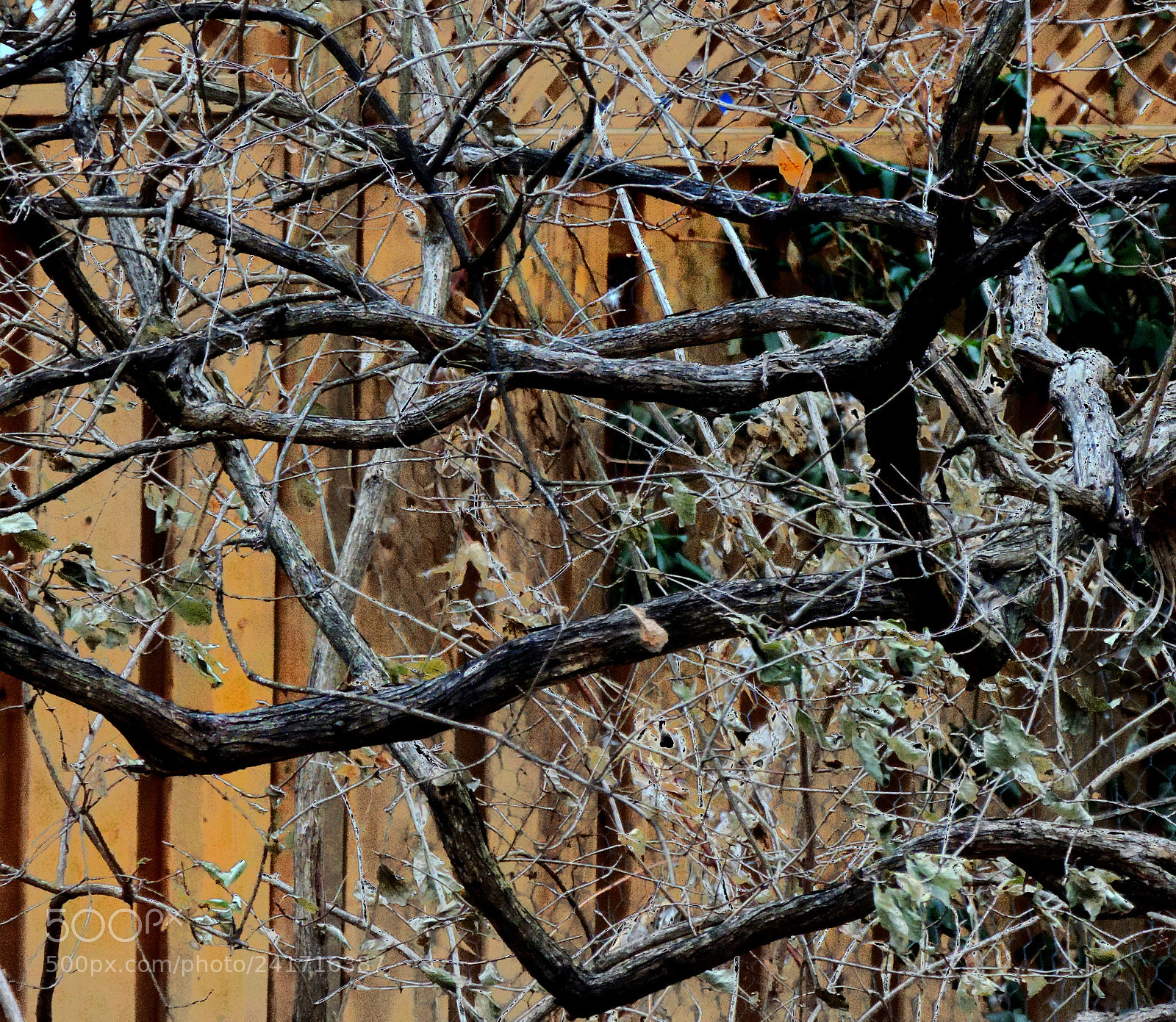 Nikon Coolpix P520 sample photo. The elegant older tree photography