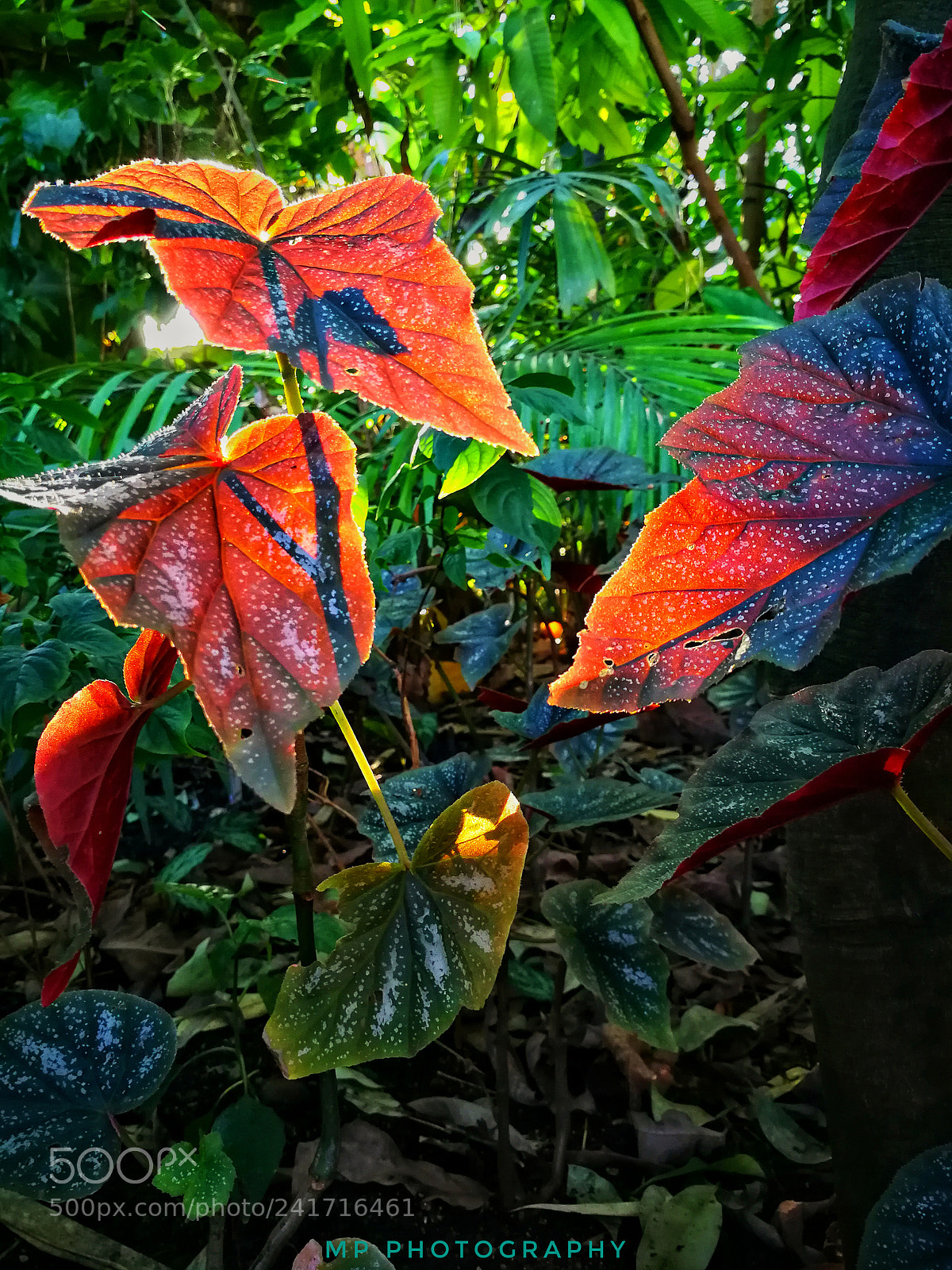 HUAWEI P10 sample photo. Botanical gardens photography