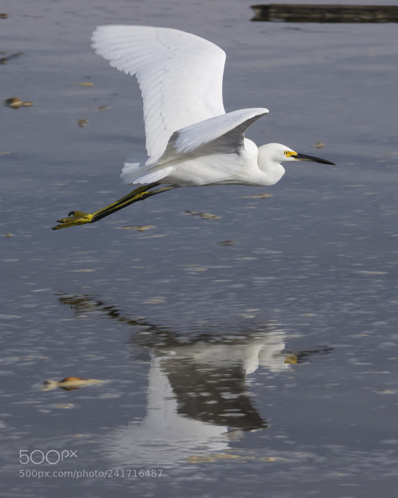Nikon D7100 sample photo. A flying egret reflected photography