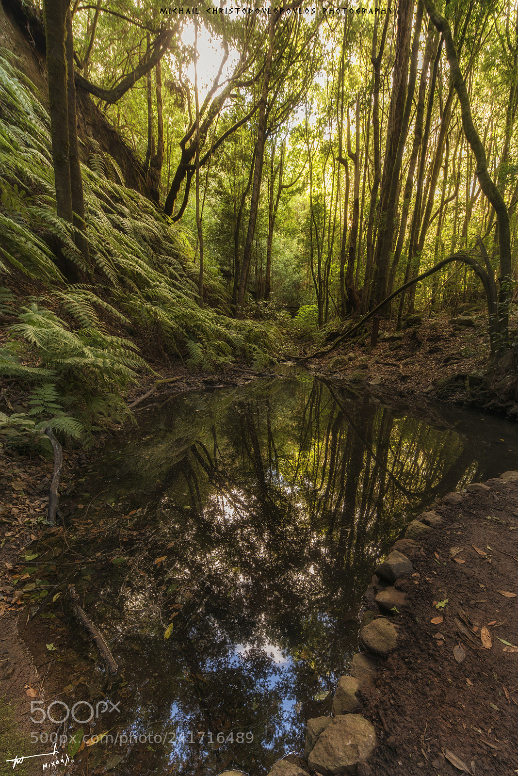Nikon D810 sample photo. El cedro (la gomera) photography