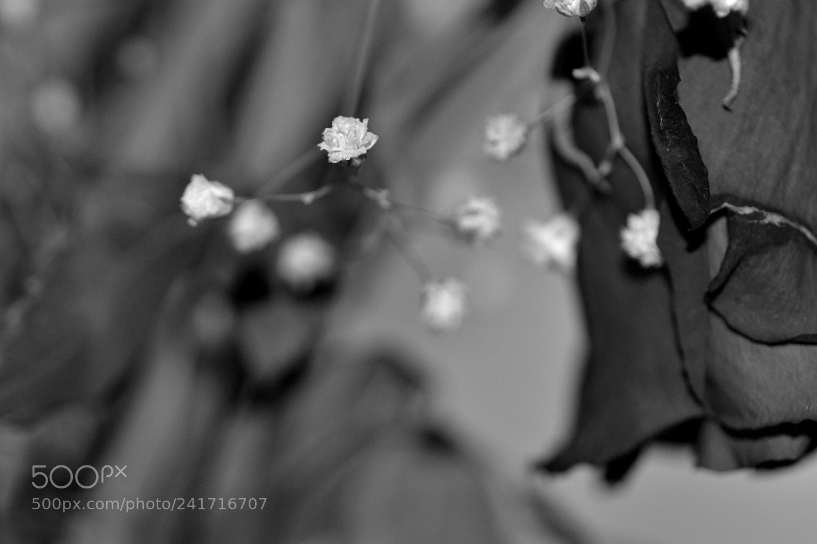 Nikon D7100 sample photo. Les amours mortes... photography