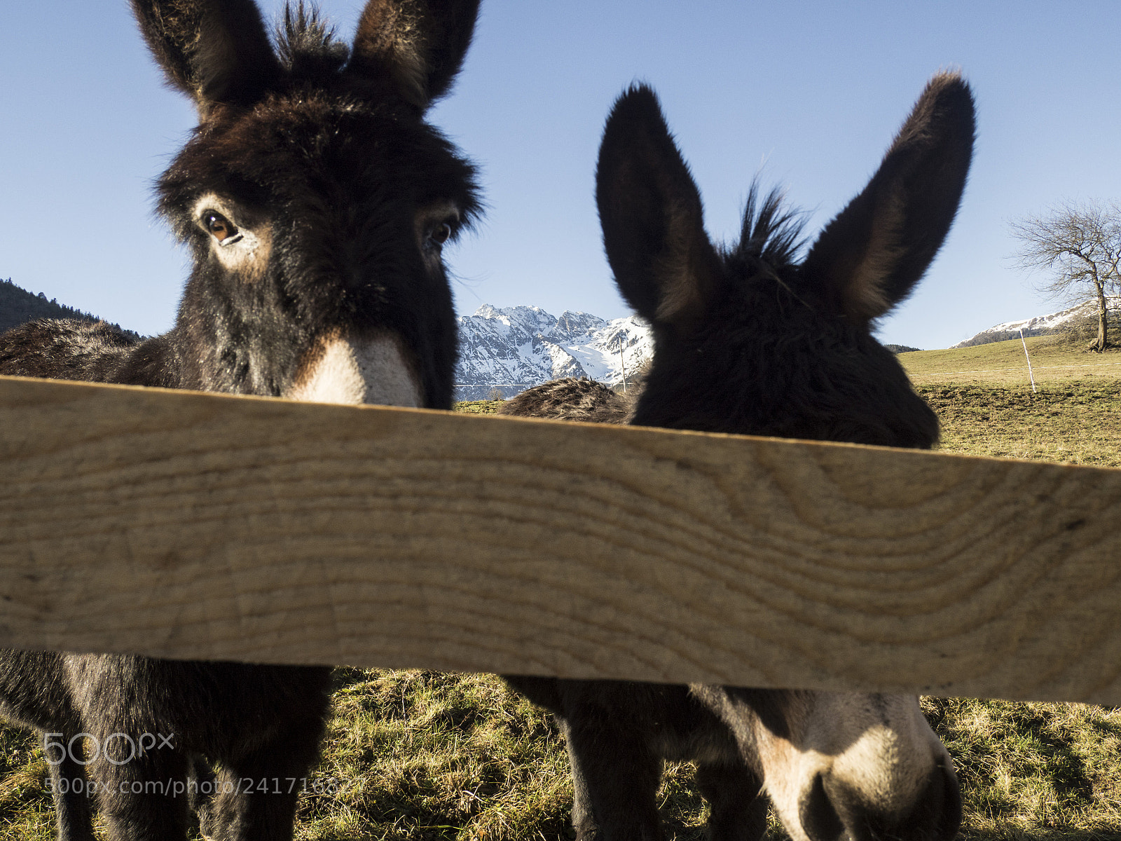 Olympus OM-D E-M10 II sample photo. Donkeys photography