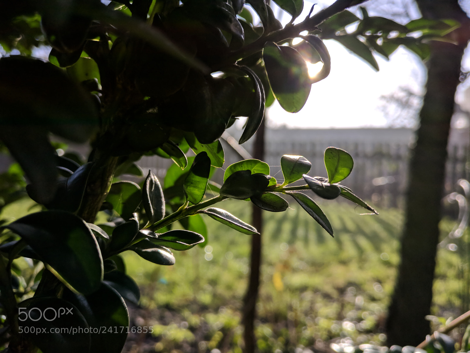 OnePlus A3003 sample photo. January photography
