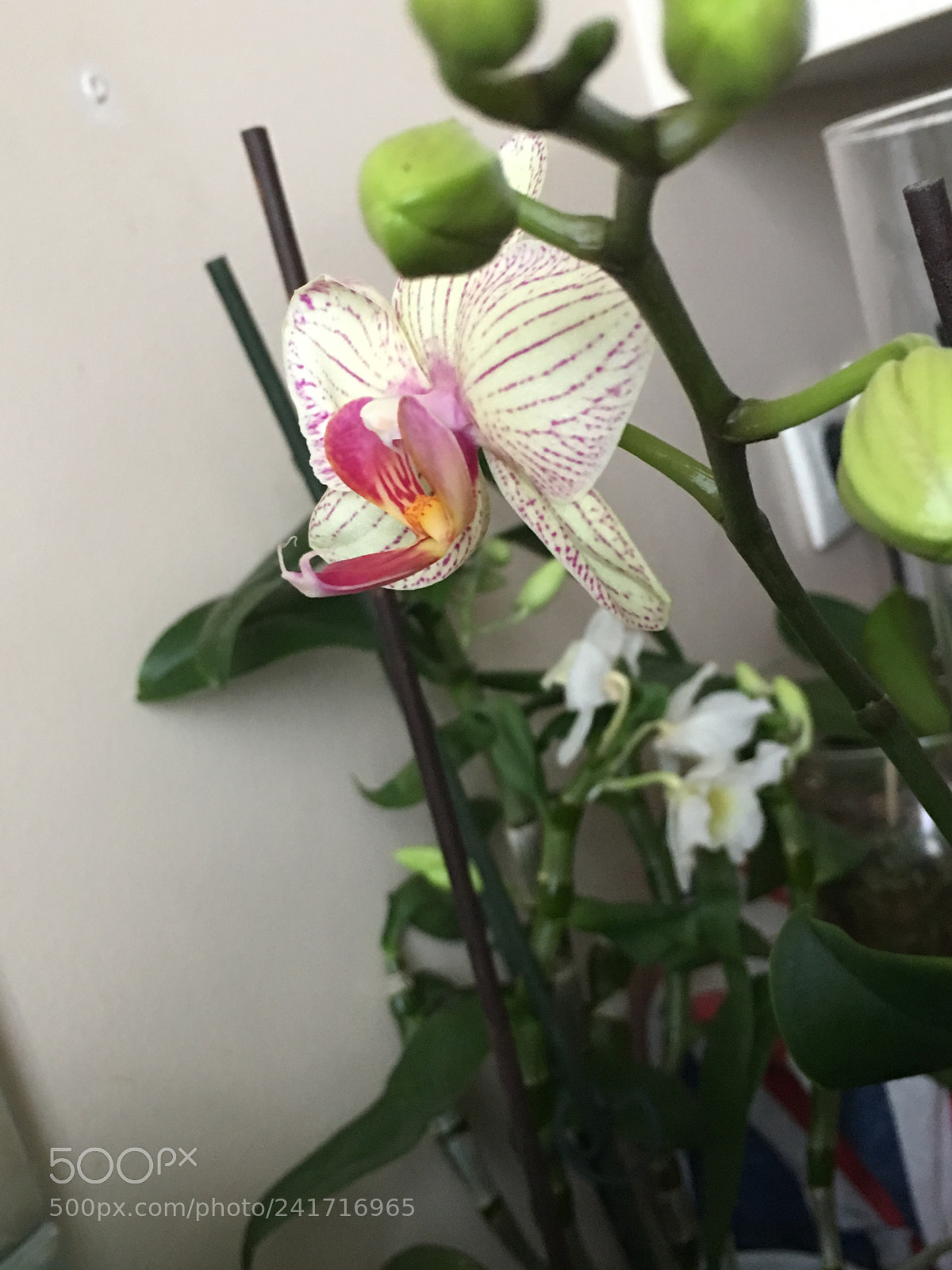 Apple iPhone 6s Plus sample photo. Untitled photography