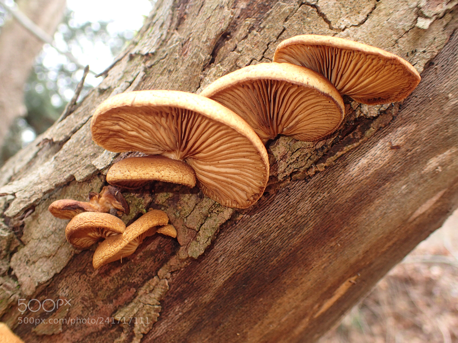 Olympus TG-4 sample photo. Mushroom family photography