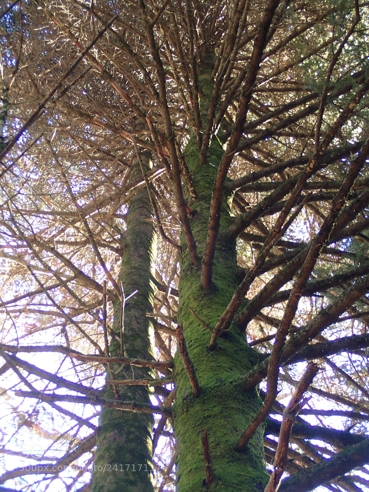 Olympus TG-4 sample photo. Branch maze photography