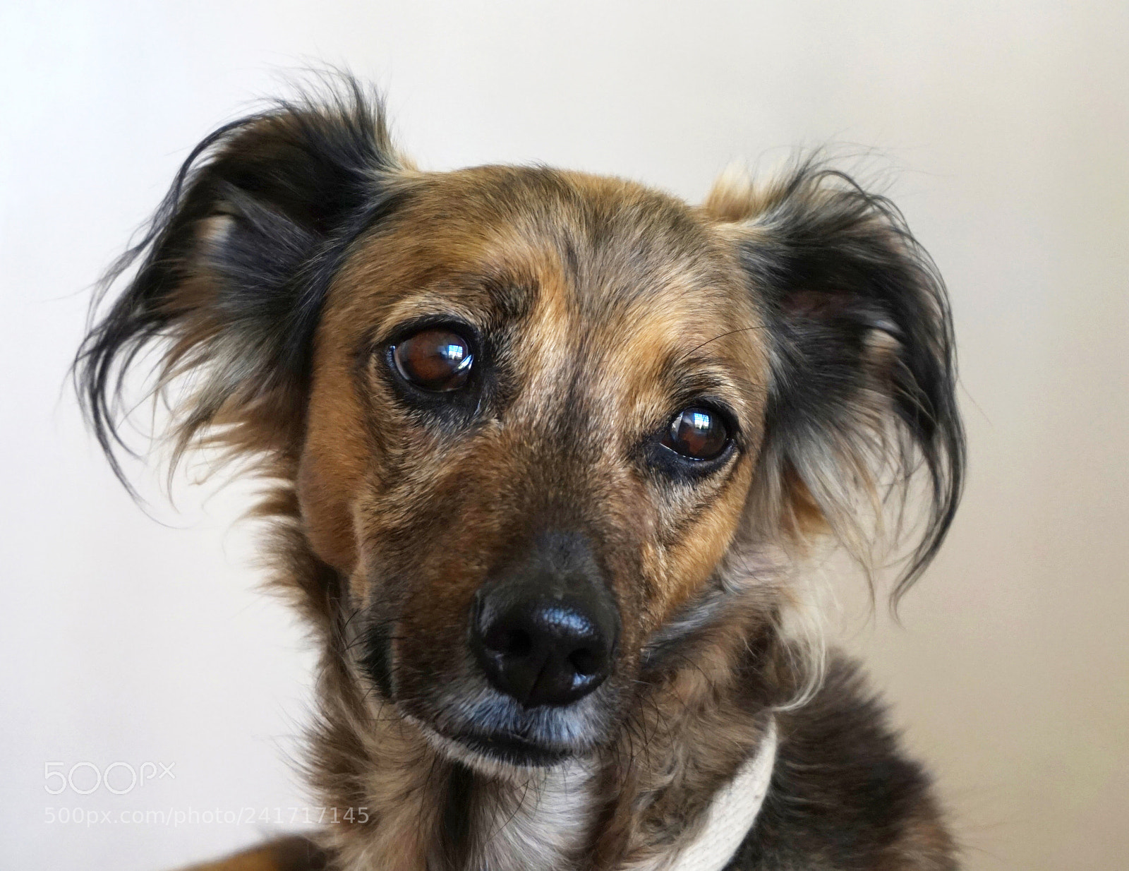 Sony Alpha a5000 (ILCE 5000) sample photo. Dog portrait photography