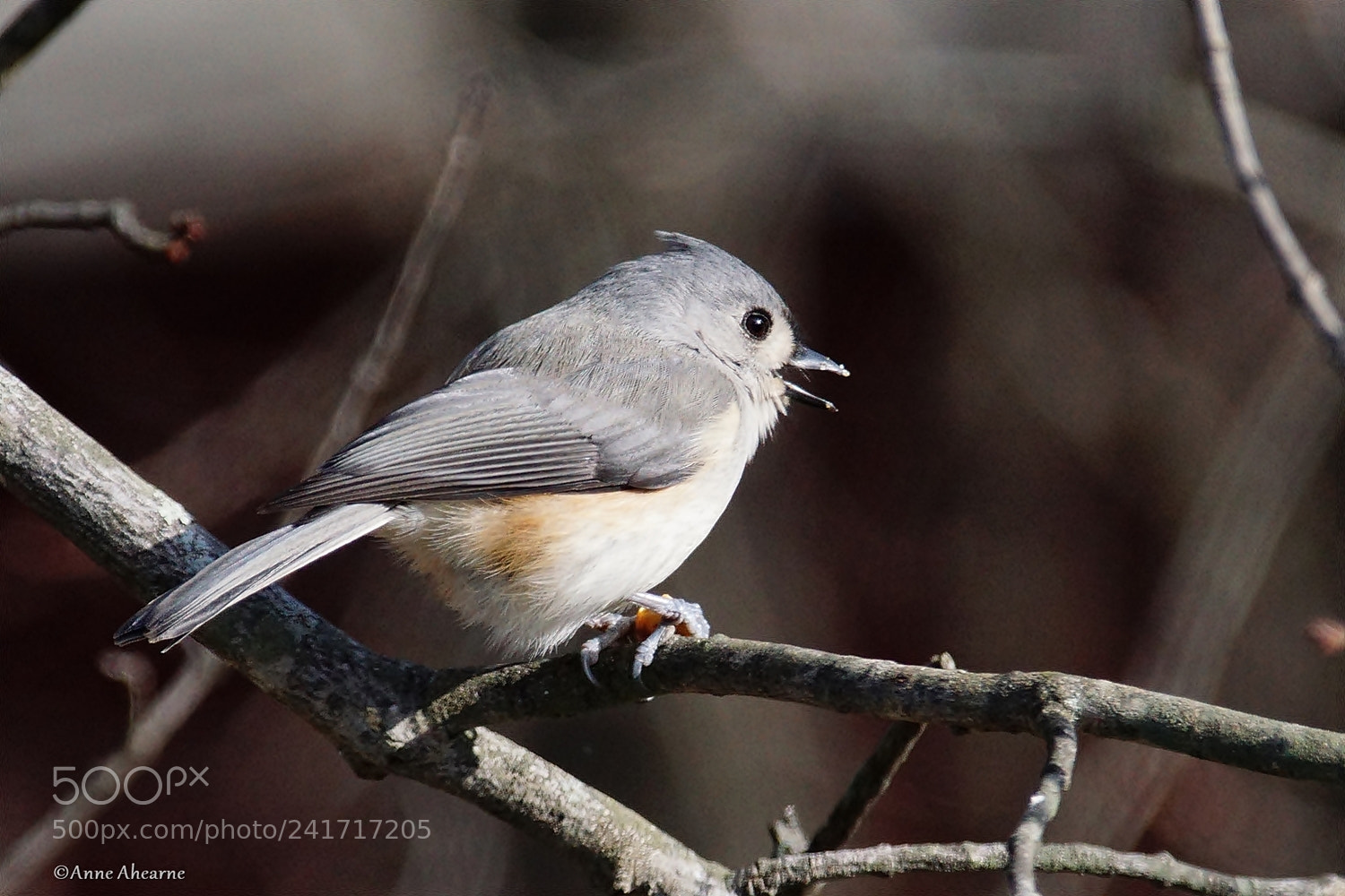 Sony ILCA-77M2 sample photo. Tufted titmouse photography