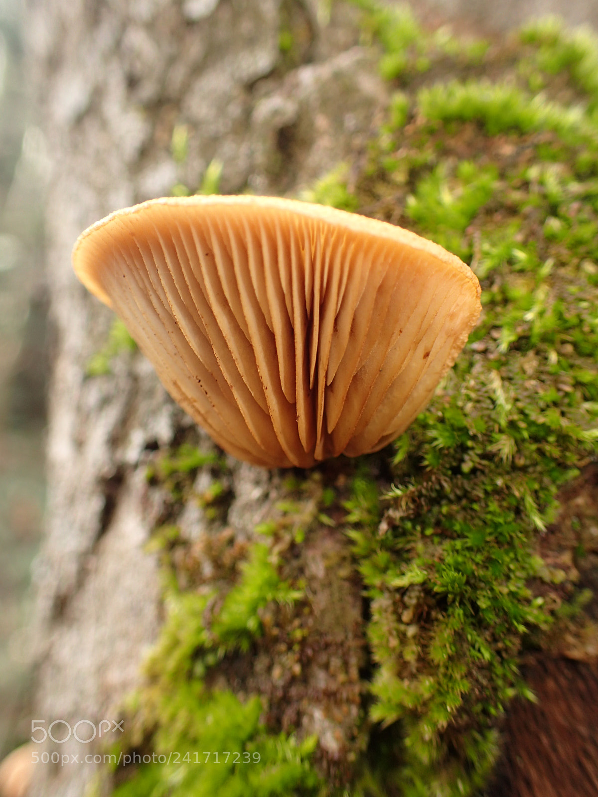 Olympus TG-4 sample photo. A wood mushroom photography