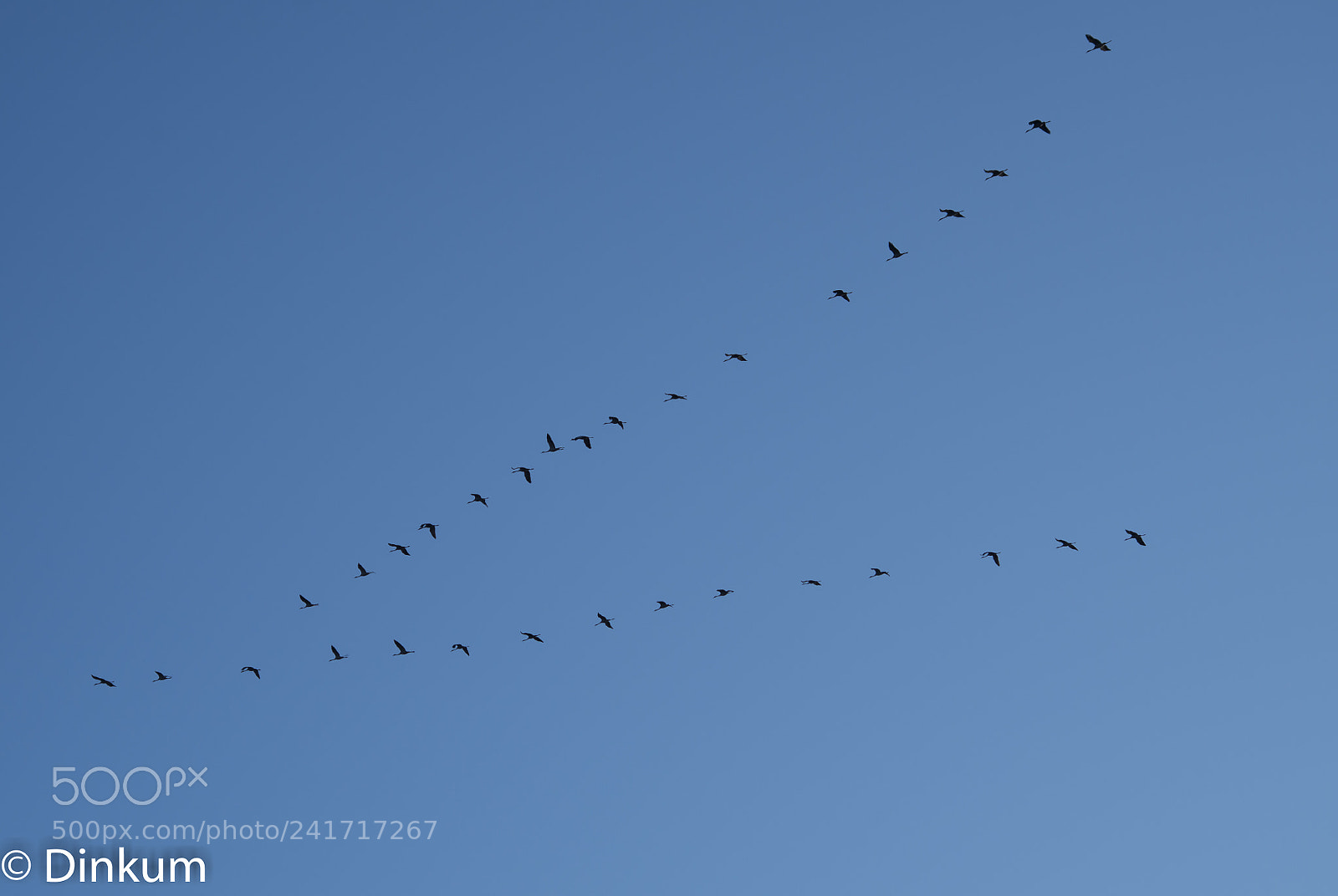Pentax K-50 sample photo. Vol de grands cormorans photography