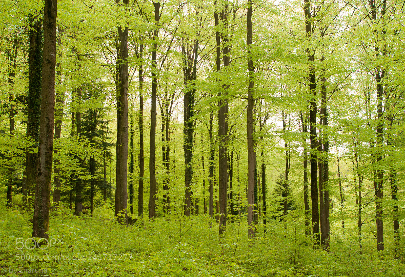 Nikon D300S sample photo. Spring forest photography