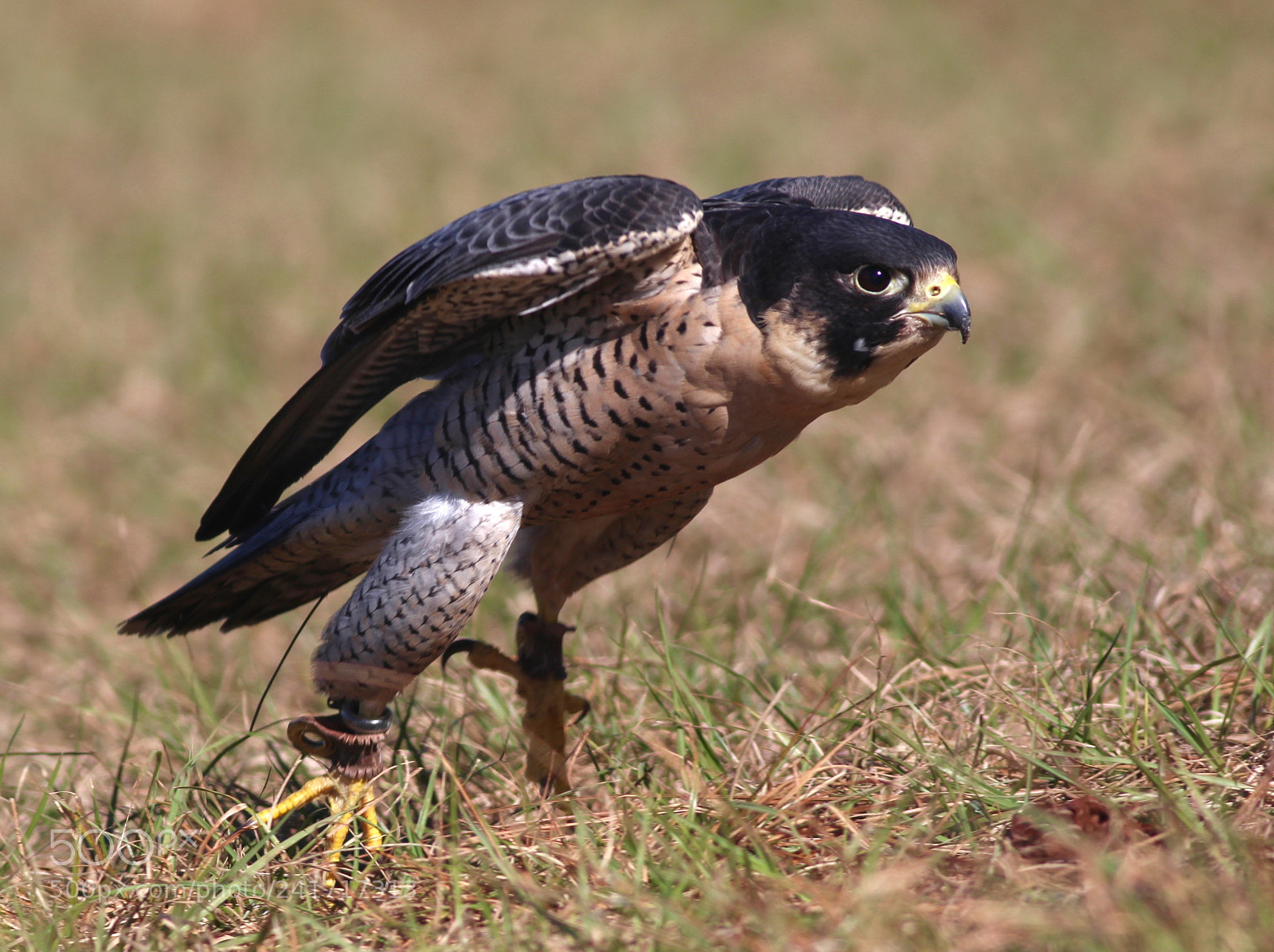 Canon EOS 100D (EOS Rebel SL1 / EOS Kiss X7) sample photo. Peregrine falcon photography