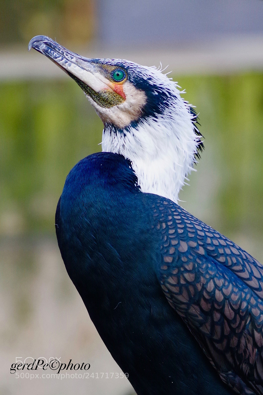 Pentax K-1 sample photo. Cormorant photography