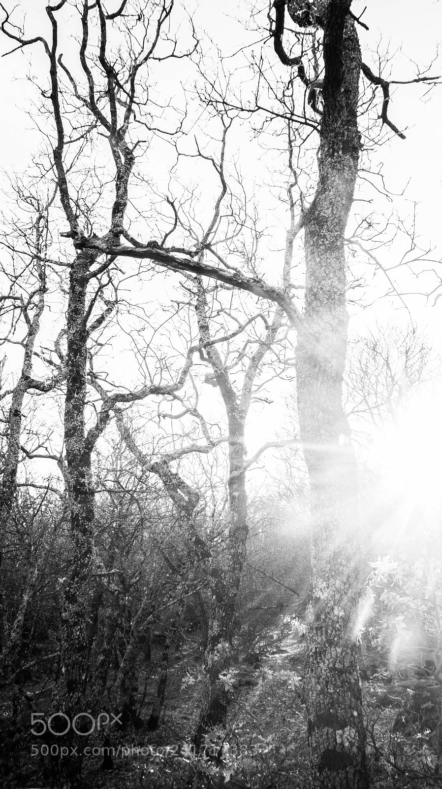 Sony SLT-A58 sample photo. Alone photography