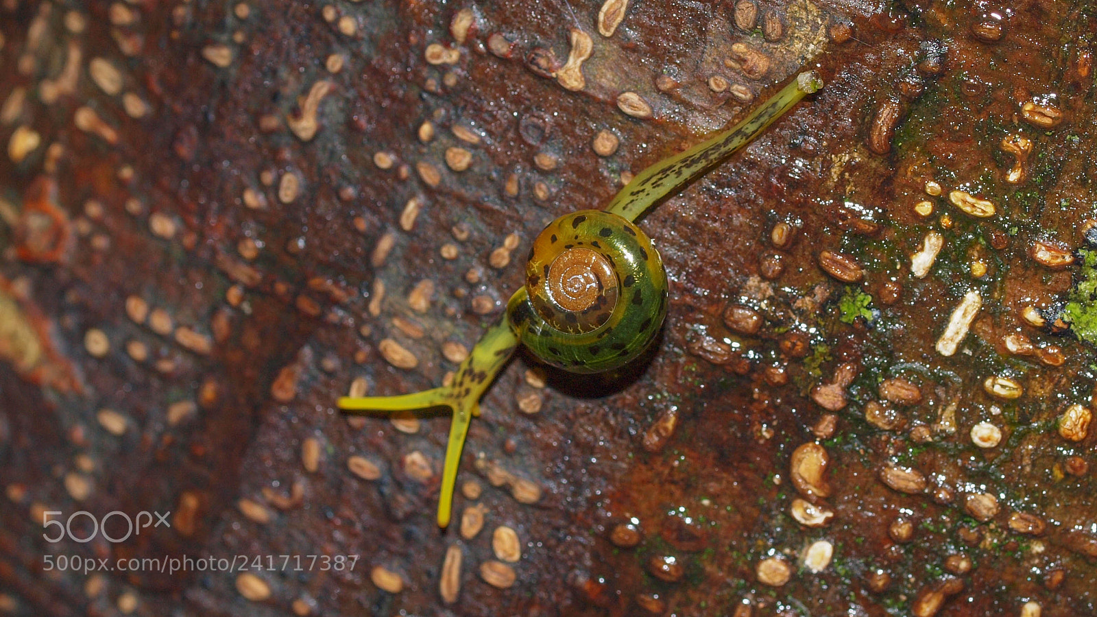 Olympus E-620 (EVOLT E-620) sample photo. Nano snail photography