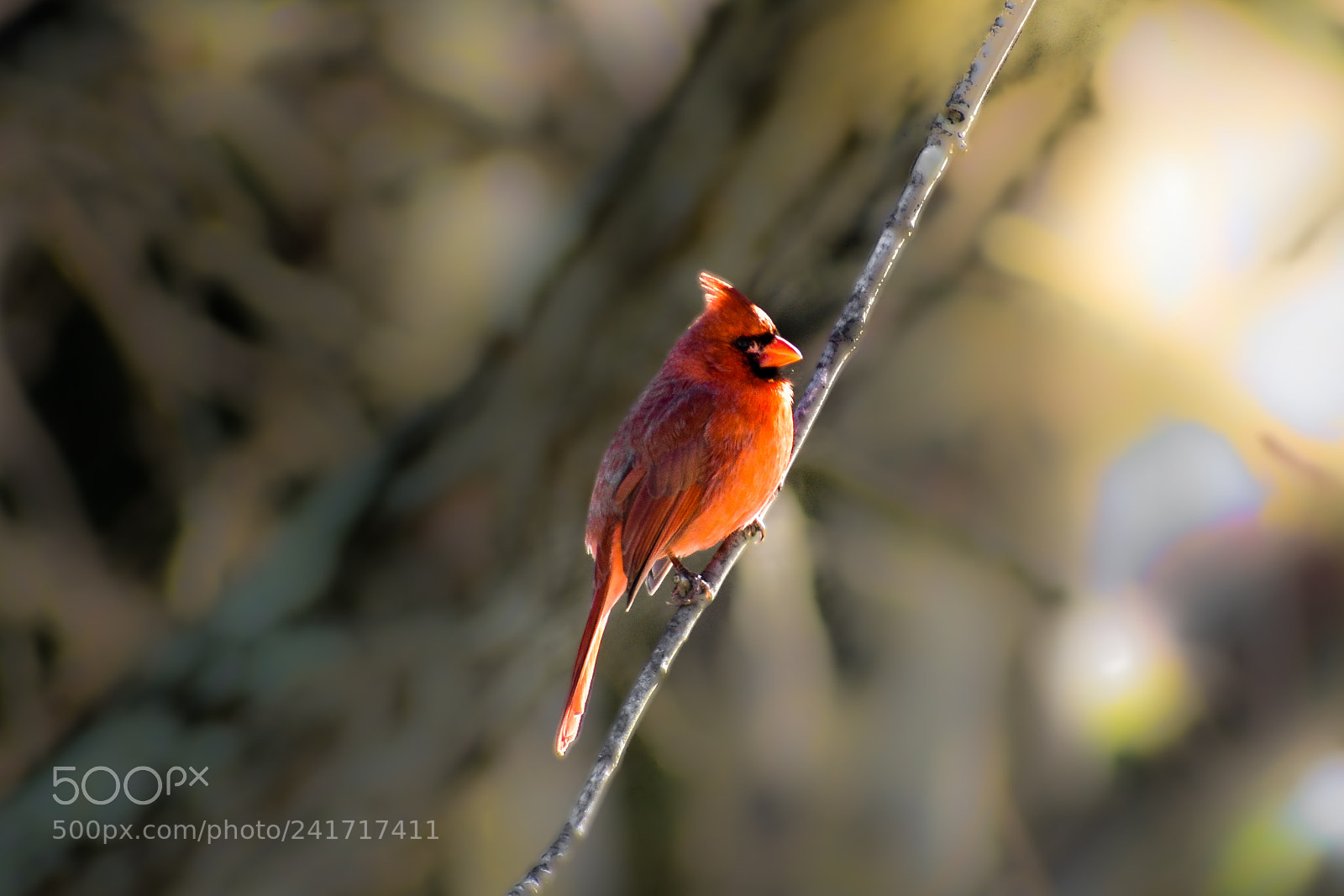 Nikon D3400 sample photo. Northern cardinal photography
