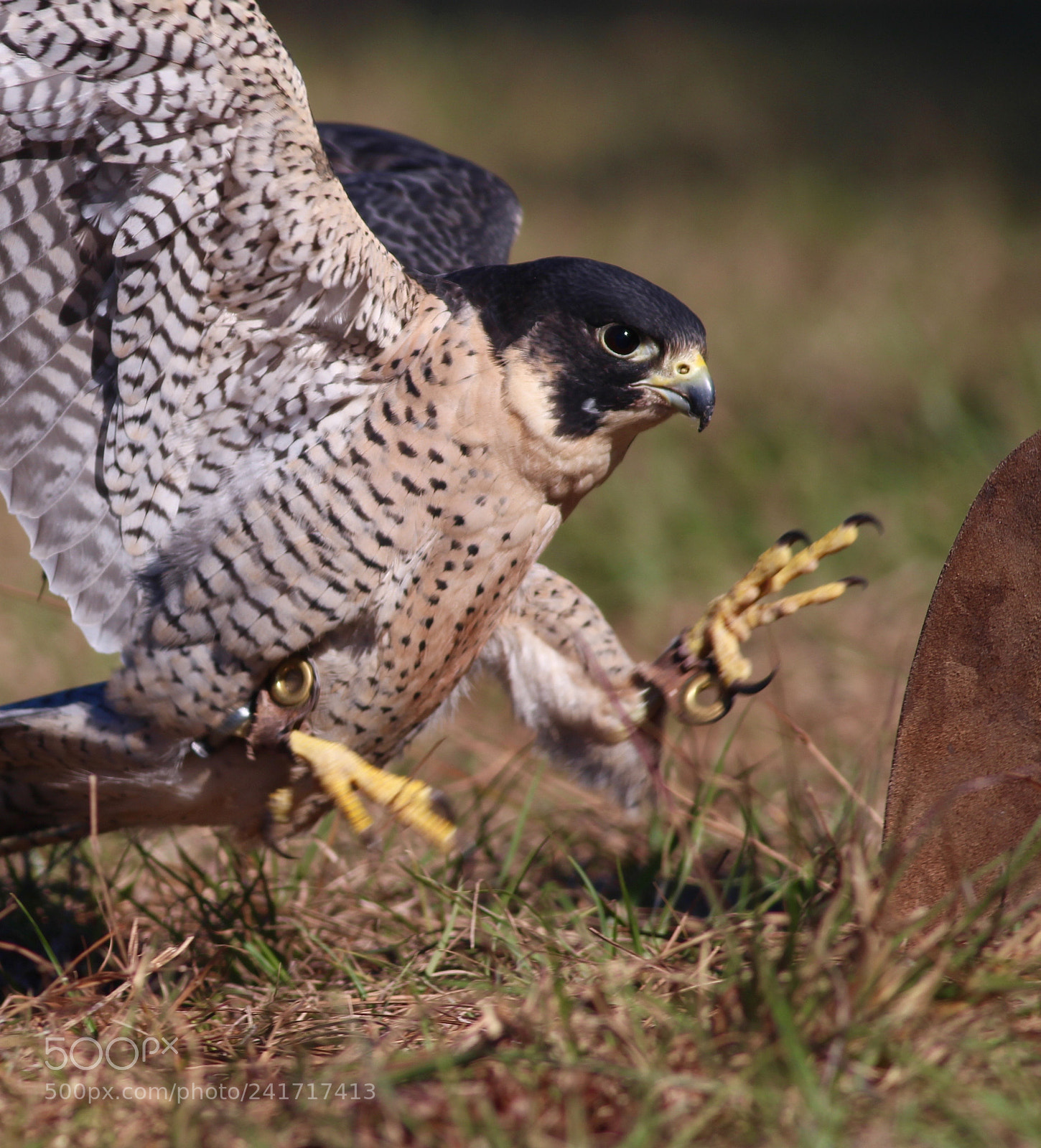 Canon EOS 100D (EOS Rebel SL1 / EOS Kiss X7) sample photo. Peregrine falcon photography