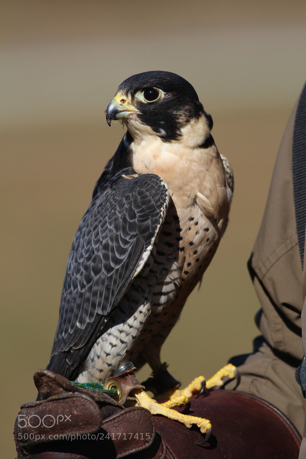 Canon EOS 100D (EOS Rebel SL1 / EOS Kiss X7) sample photo. Peregrine falcon photography